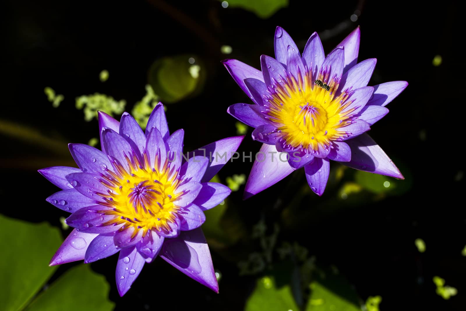 Twin lotus and bee by ibahoh