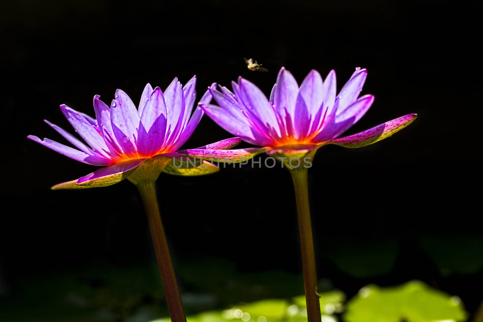 Twin lotus and bee