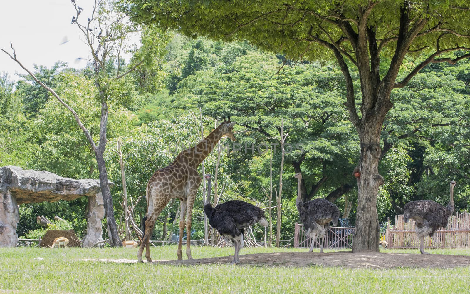 Giraffe and Egret under the tree of Thailand