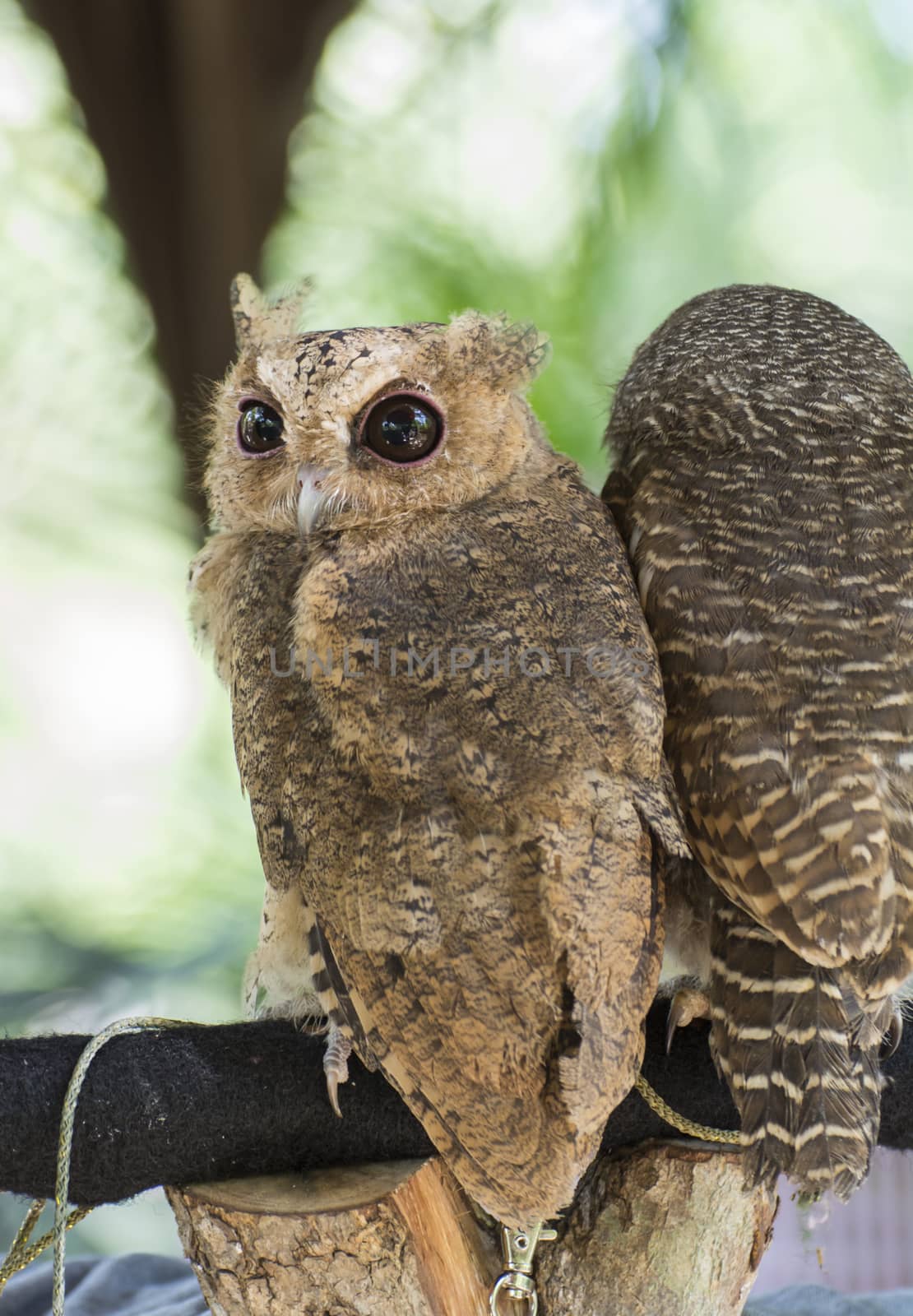 Animal owl bird standing on the tree