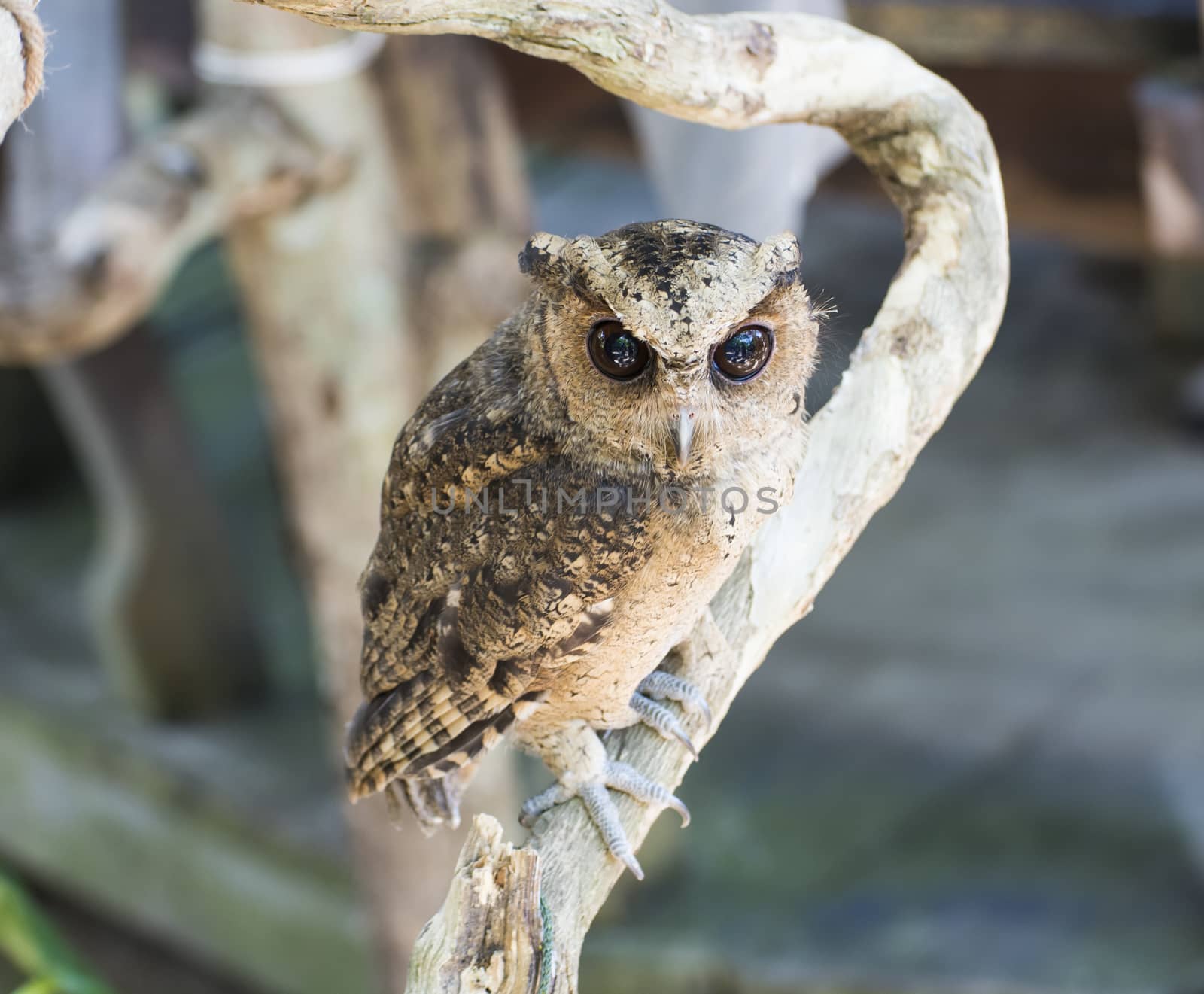 Animal owl bird standing on the tree