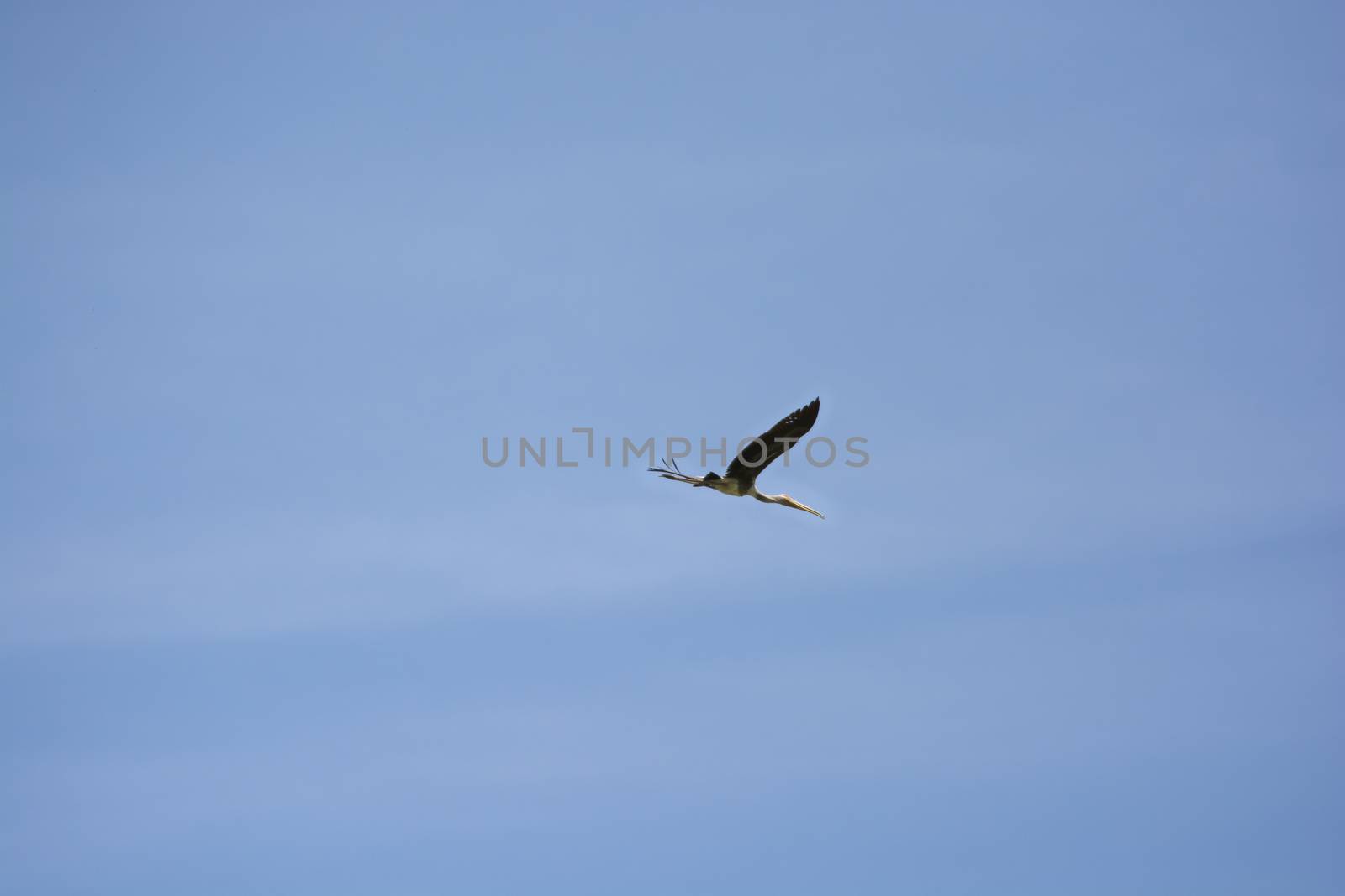 Kabbaw birds flying in the blue sky