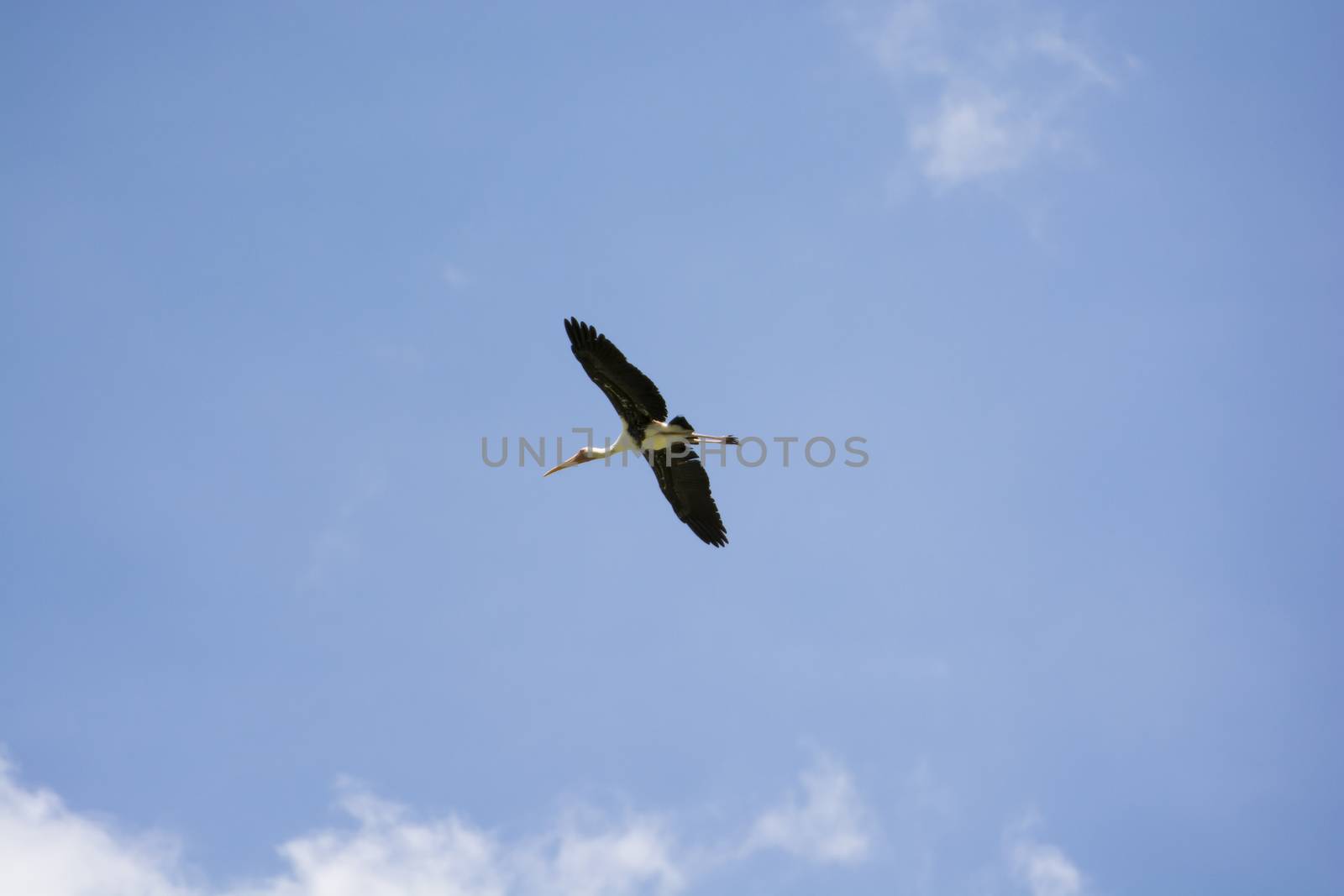 Kabbaw birds flying in the blue sky