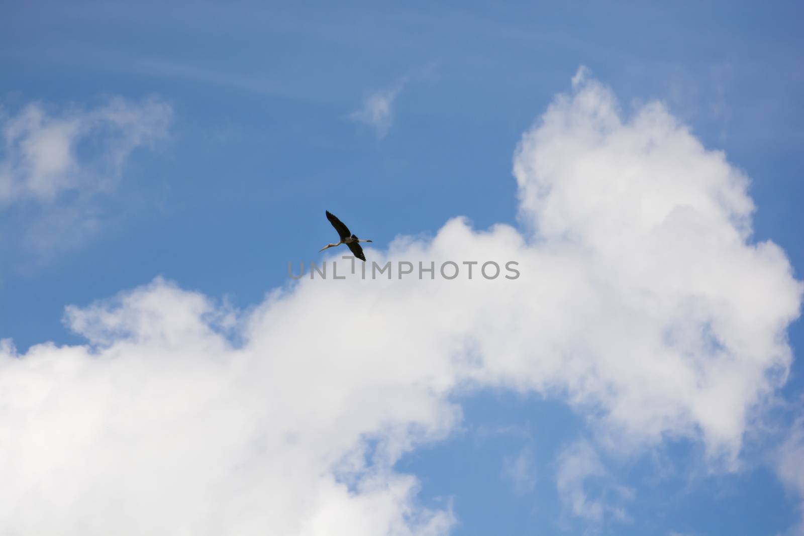 Kabbaw birds flying in the blue sky