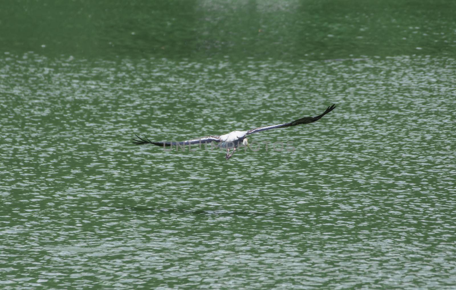 Kabbaw flying birds on the green water