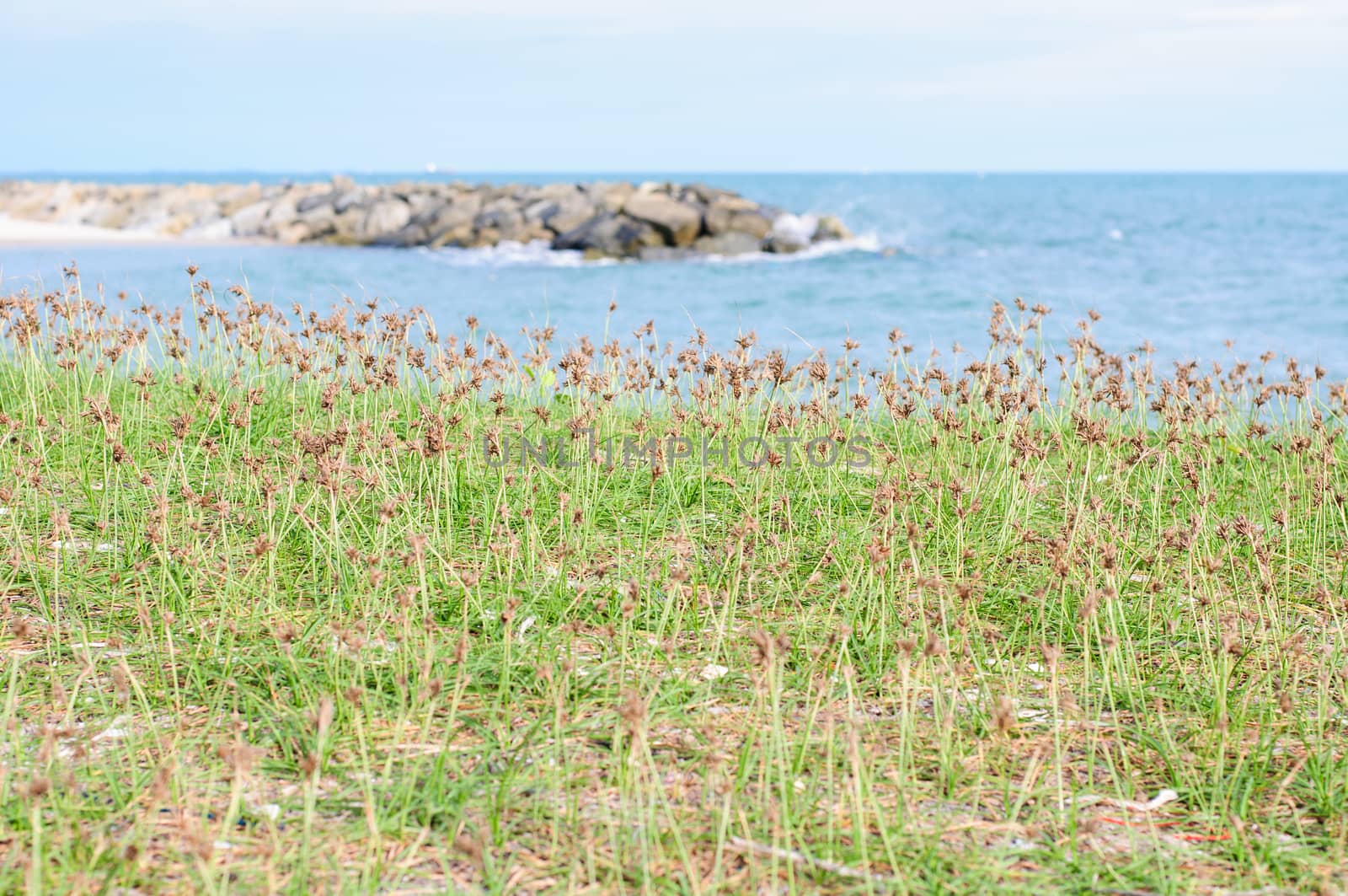 Grass beside the sea by Sorapop