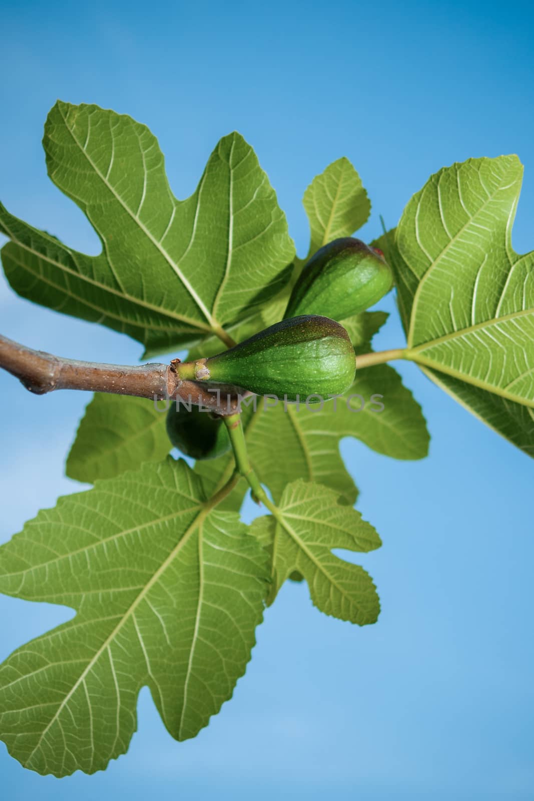 Figs in his branch in a spring day with a blue sky