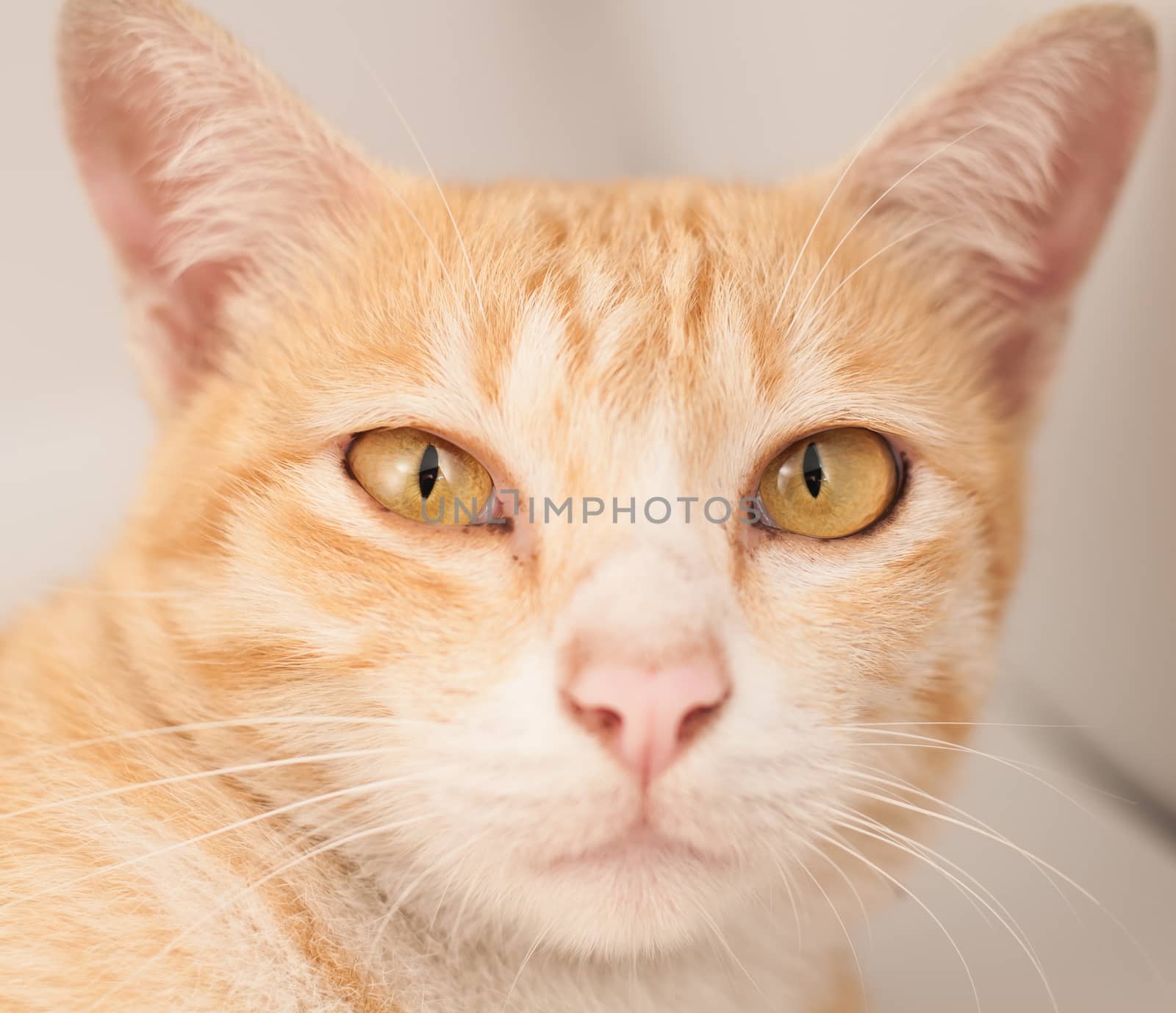 Cat Straight face and big eye on white background