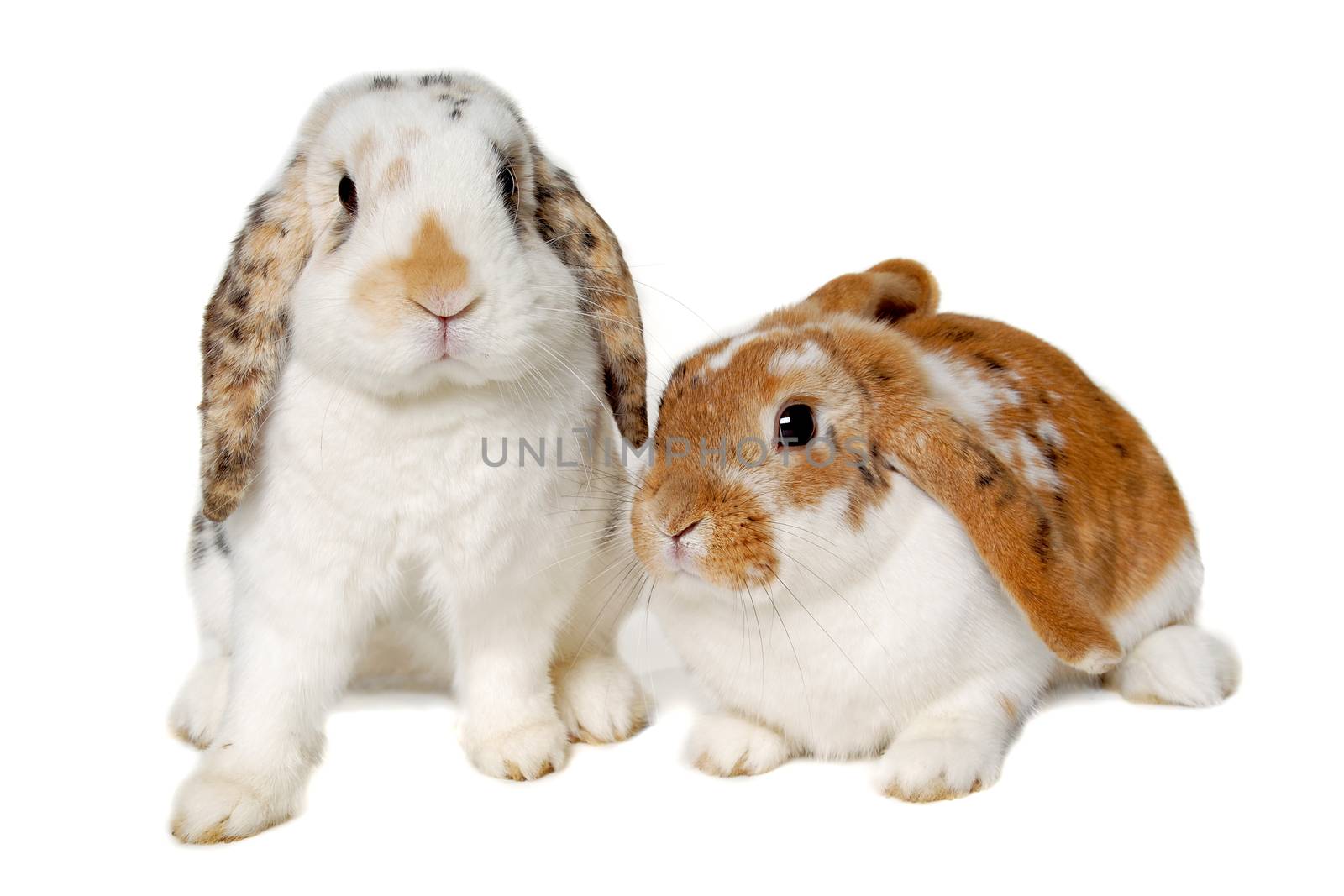 Two sweet rabbits is sitting on a white background