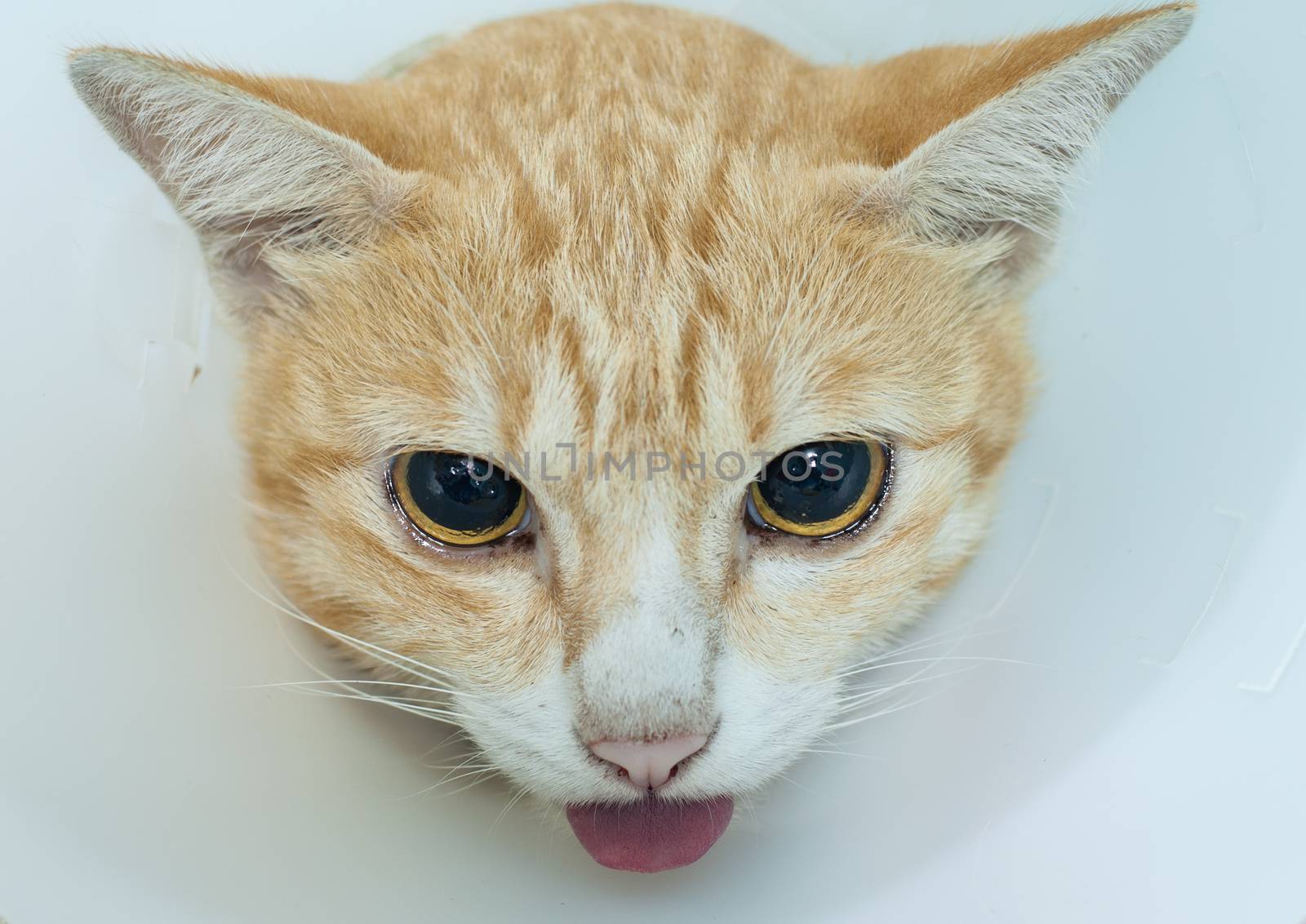 Tongue cat yellow on the white background