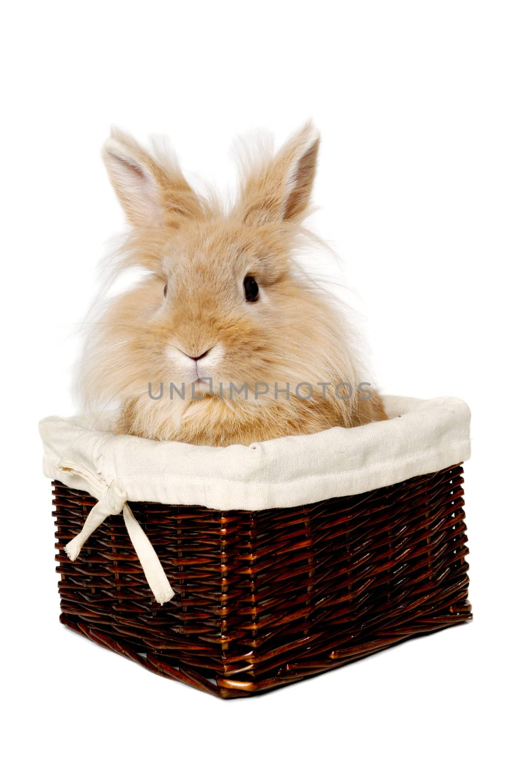 Rabbit sitting in a basket by cfoto
