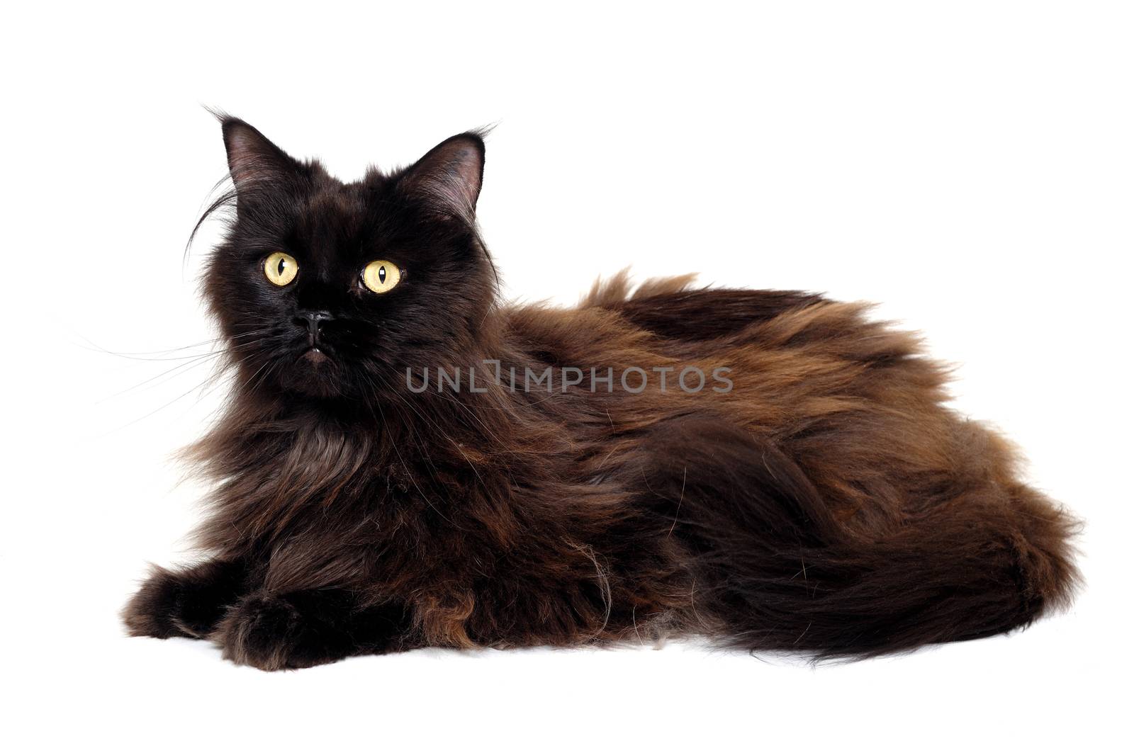 Black cat isolated on a white background by cfoto