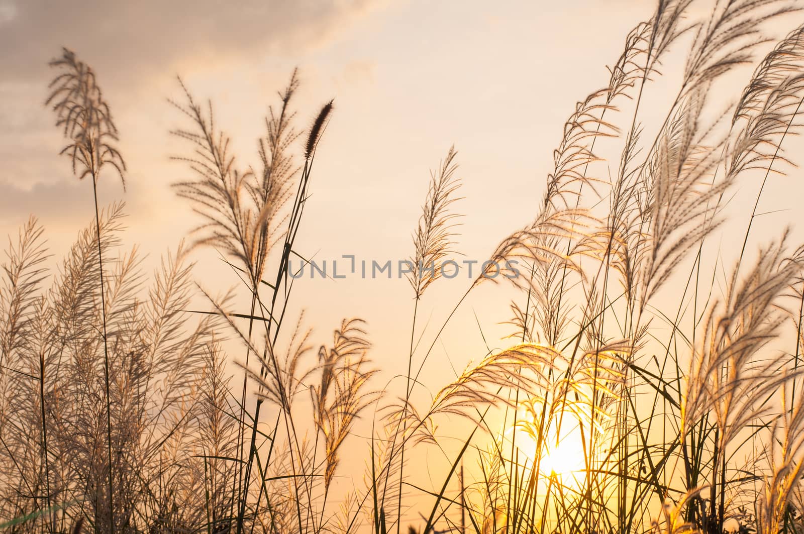 Field of grass on a sunset background