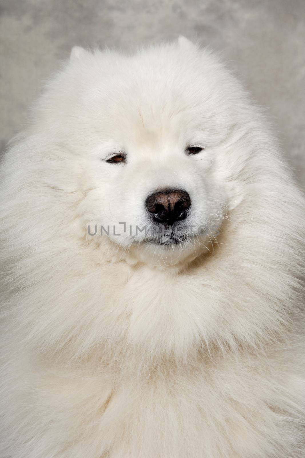 Face of samoyed dog by cfoto