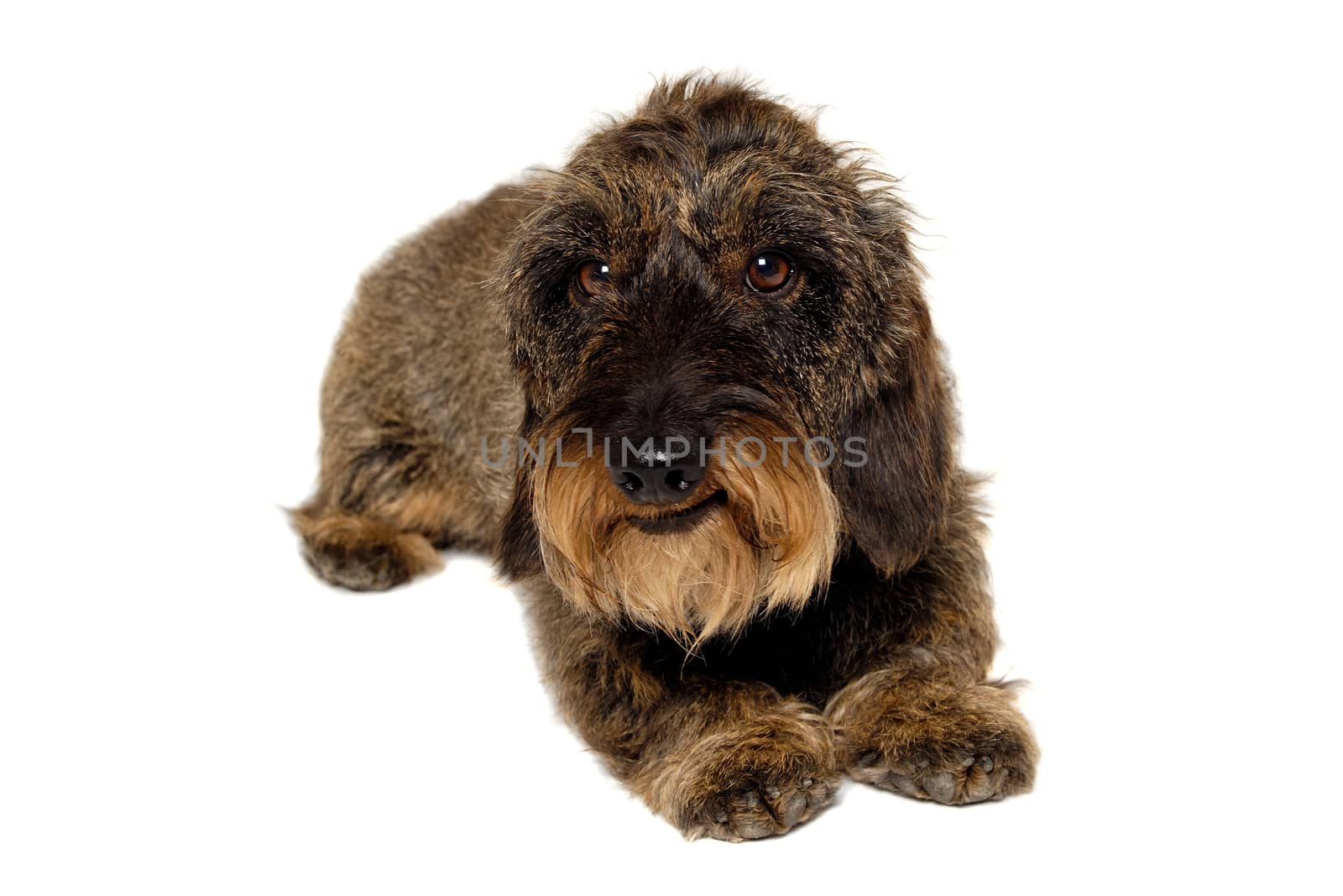 Dachshund dog isolated on a clean white background