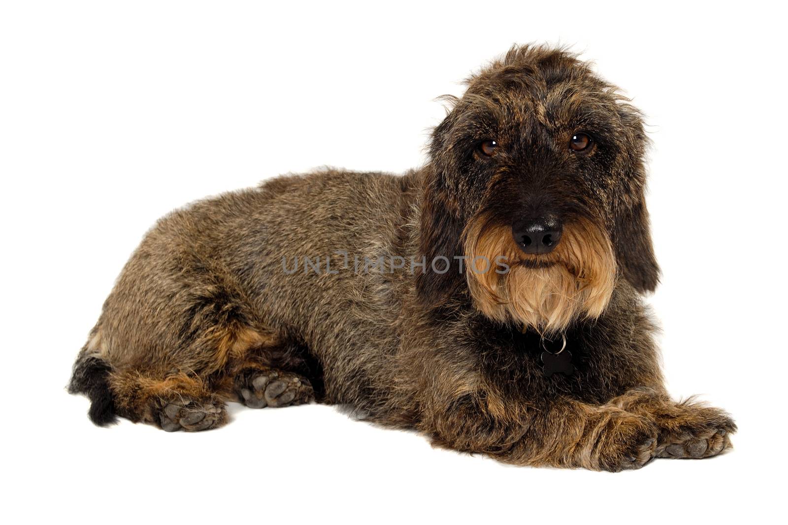 Dachshund dog on white background by cfoto