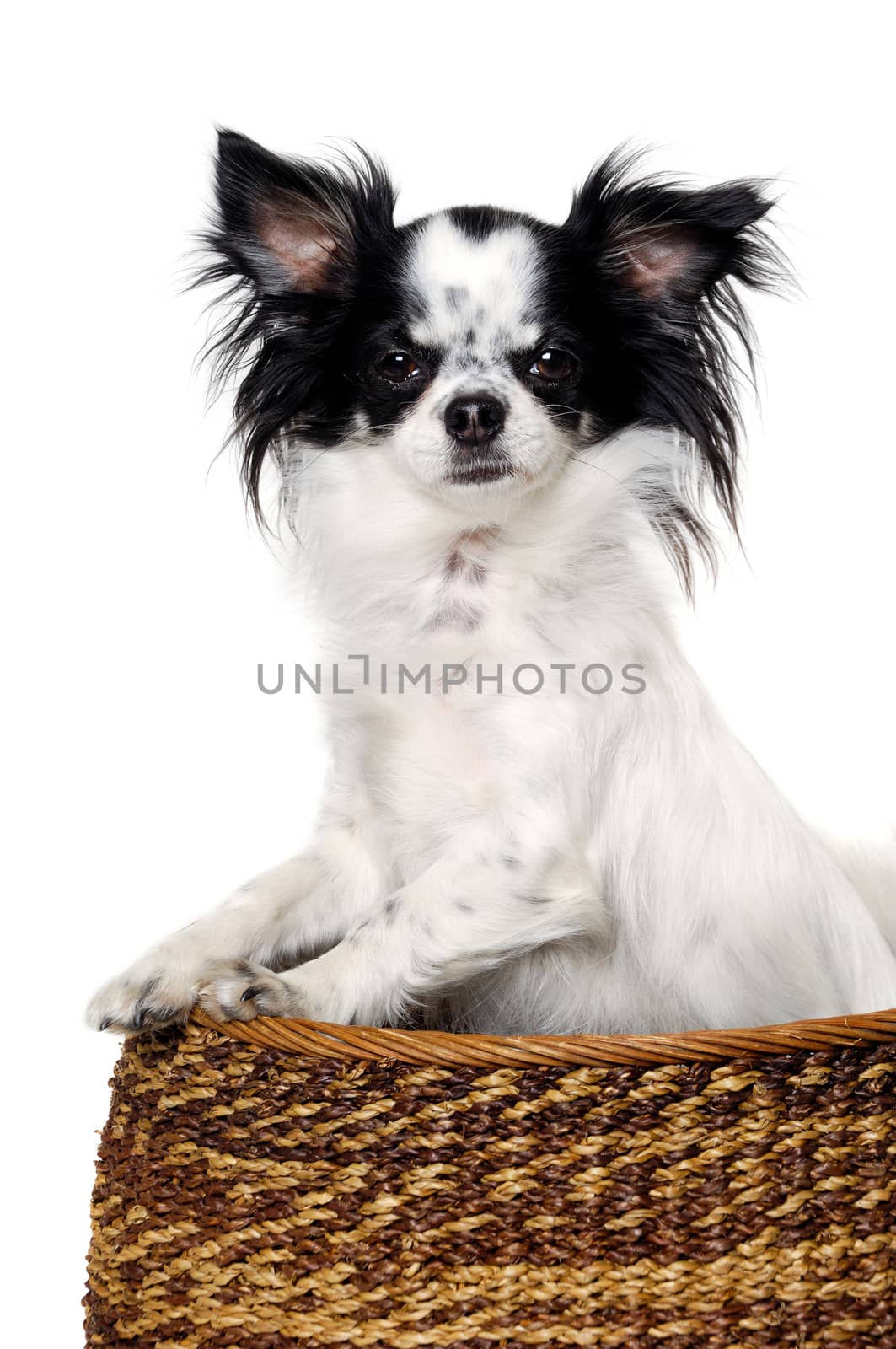 Chihuahua isolated on white background by cfoto
