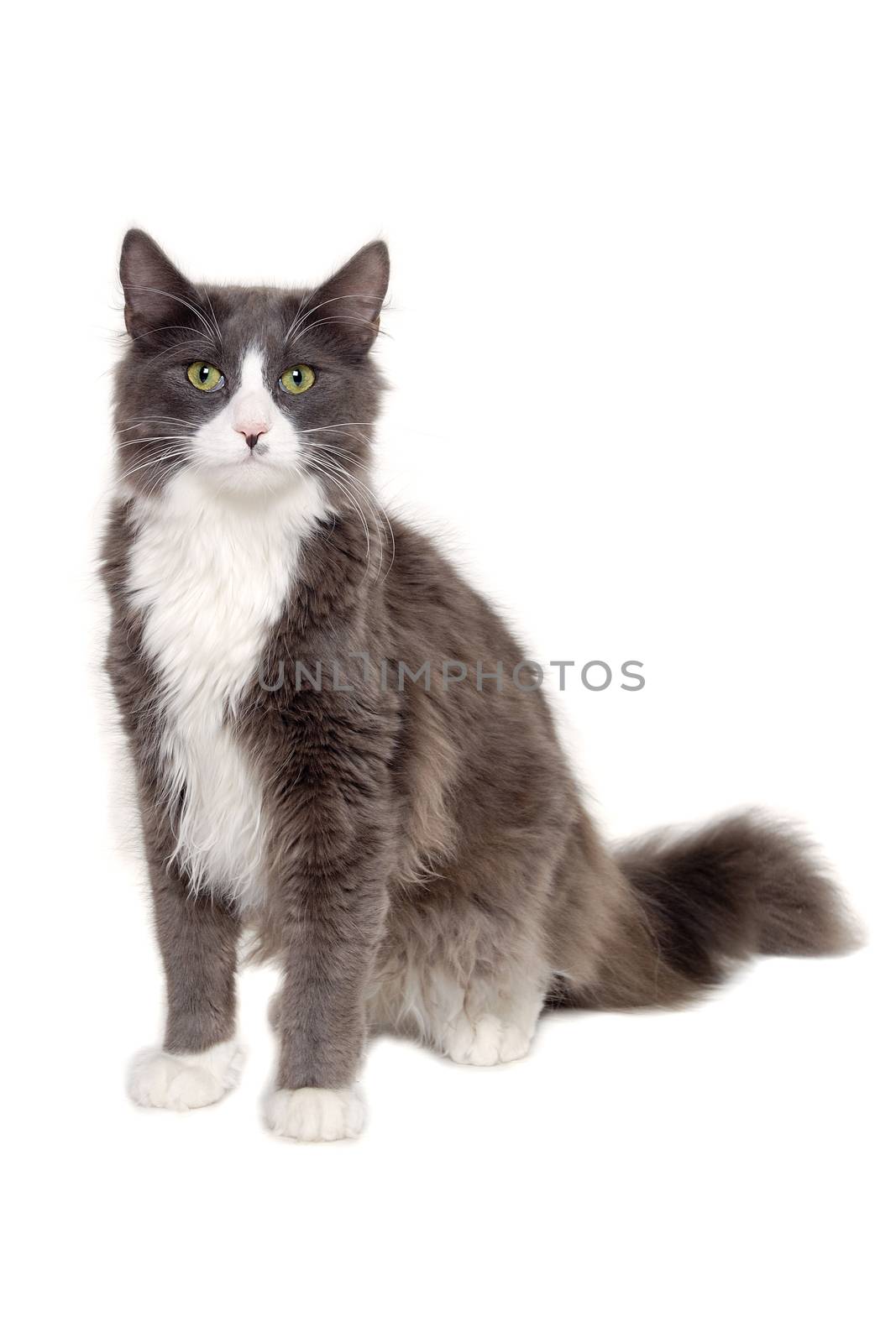 Gray cat sitting on a white background