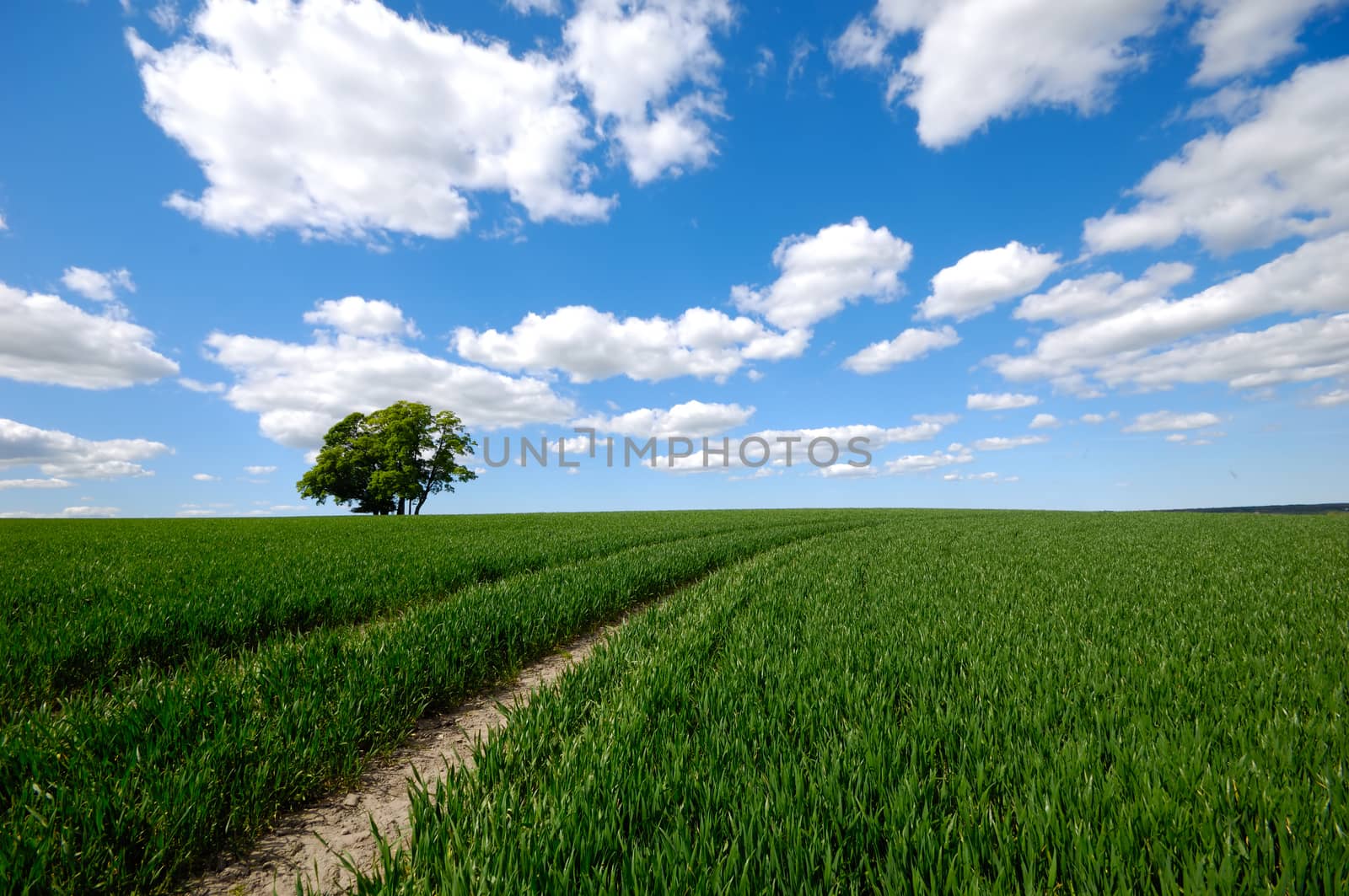 Landscape with a tree on a hill. The sky is blue with white clouds.