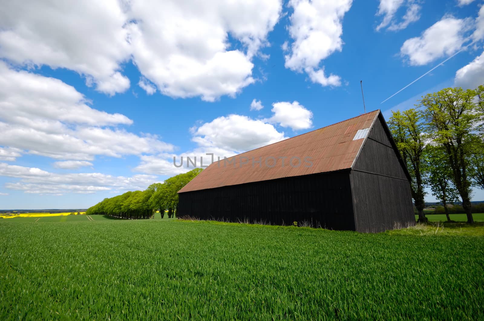 Barn and landscape with a tree on a hill. The sky is blue with white clouds.