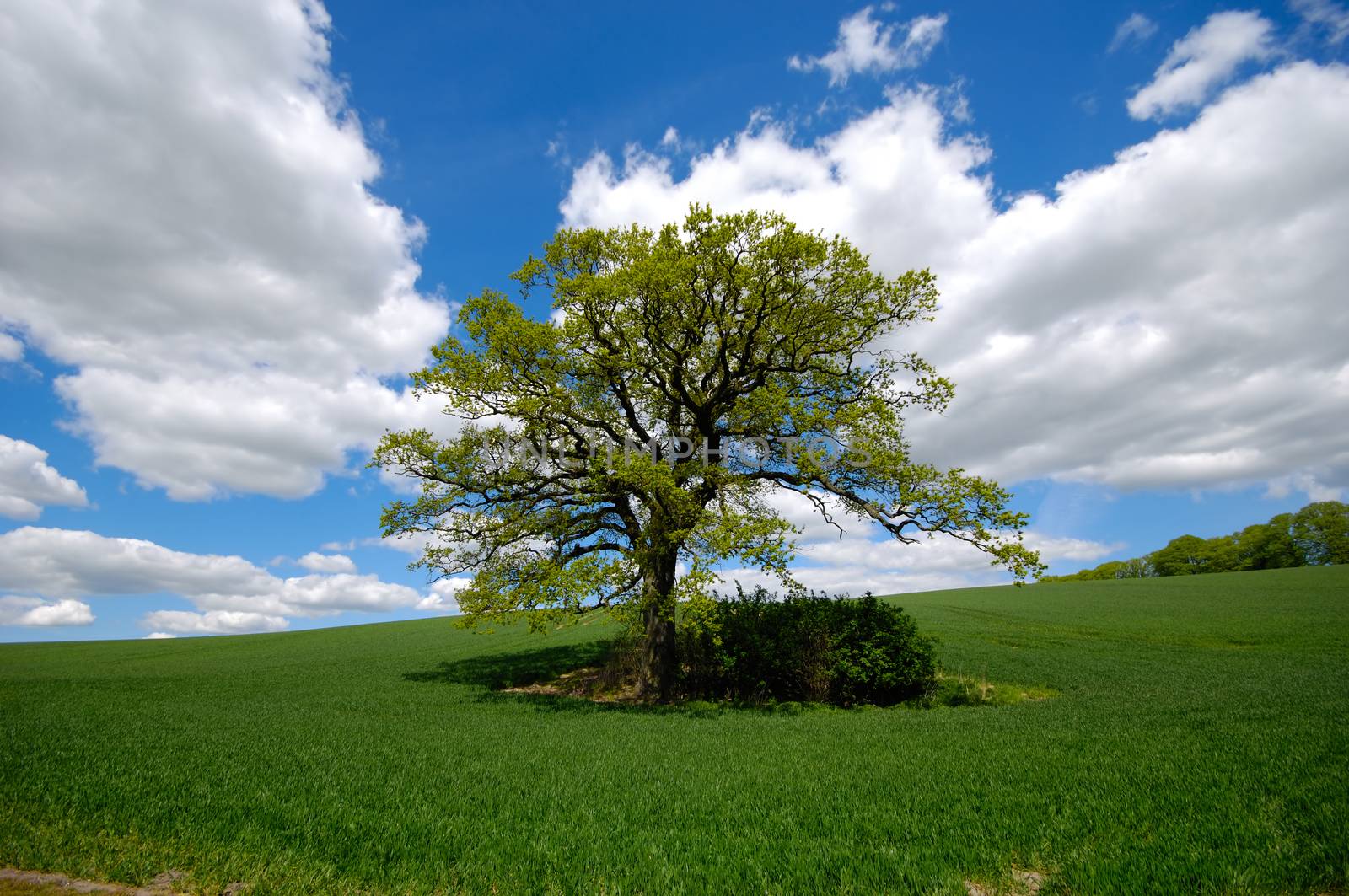 Landscape with a tree on a hill. The sky is blue with white clouds.