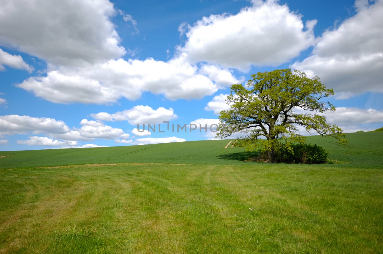 Landscape with a tree on a hill. The sky is blue with white clouds.