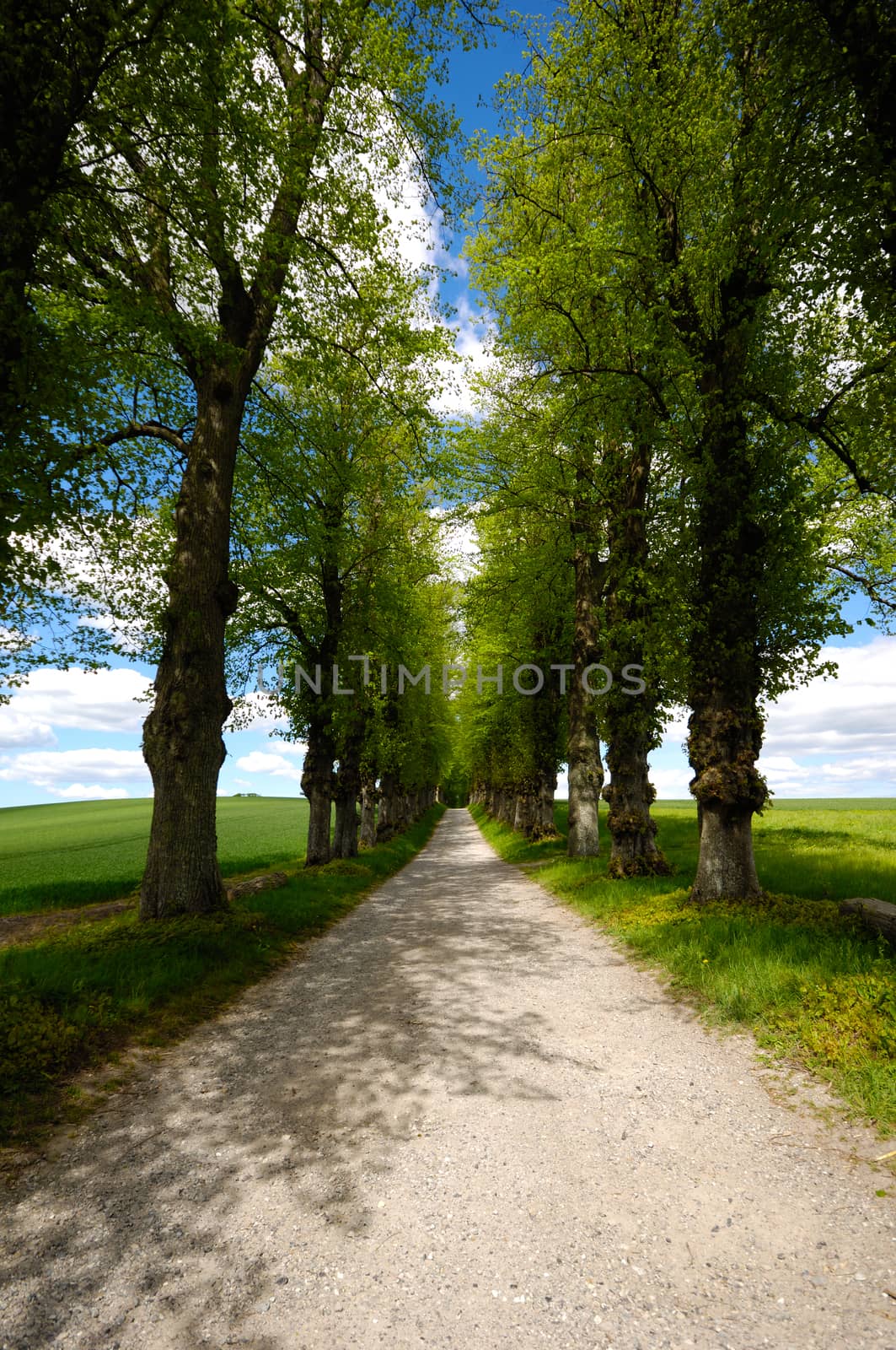 Pathway with trees on boath sides. Taken at summer time.