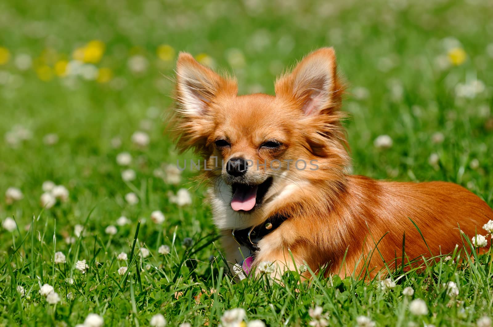 Chihuahua puppy dog resting on green grass