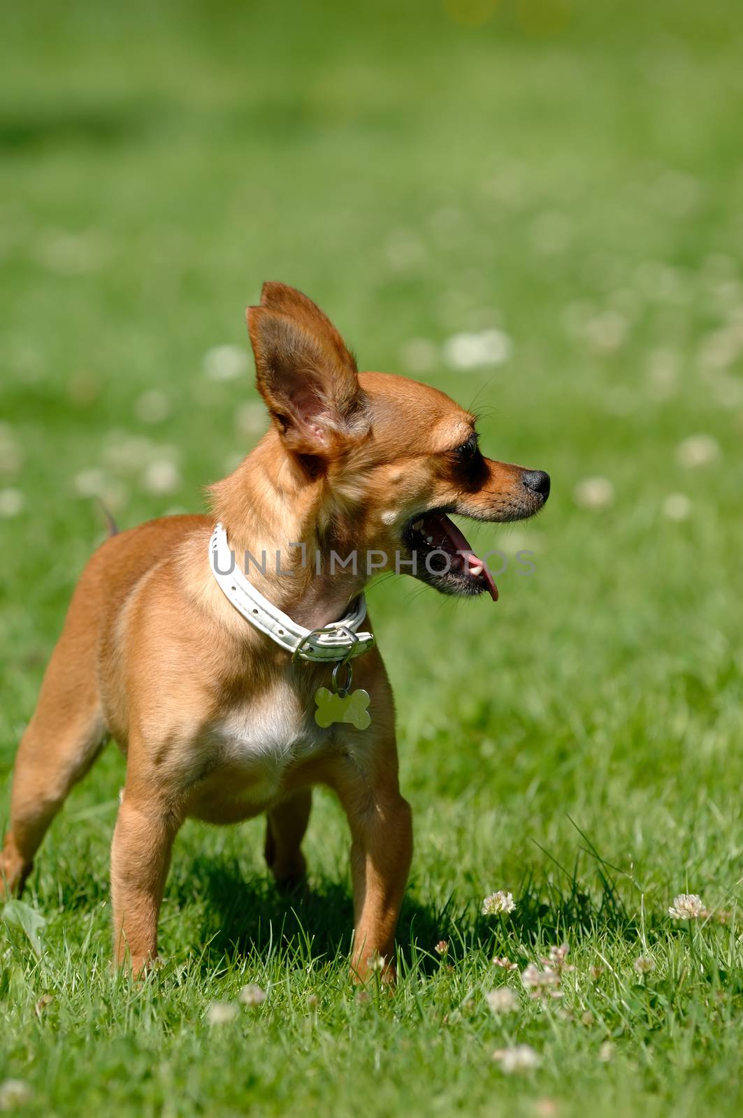 Chihuahua dog on green grass by cfoto