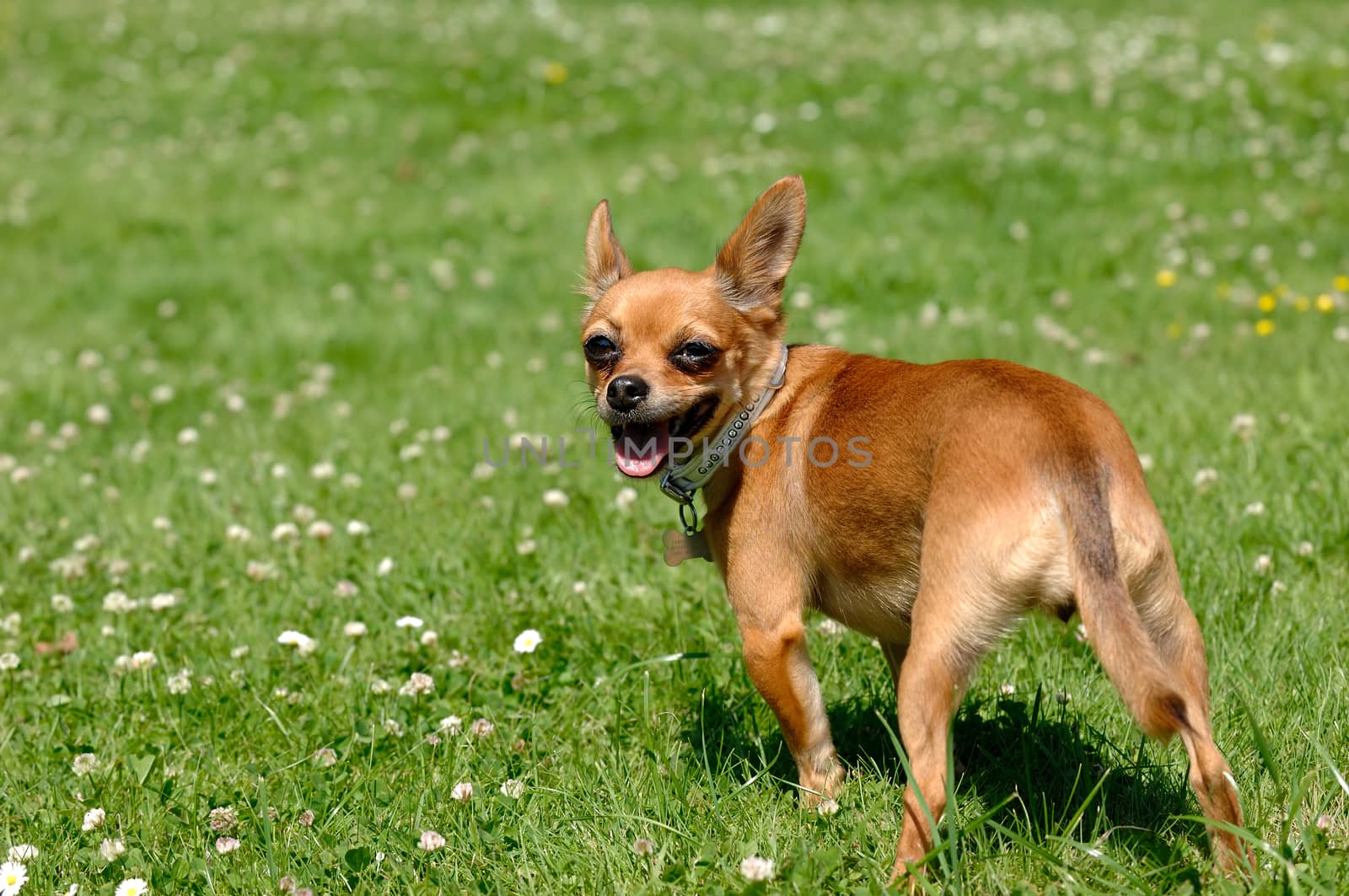 Chihuahua puppy dog is standing on green grass