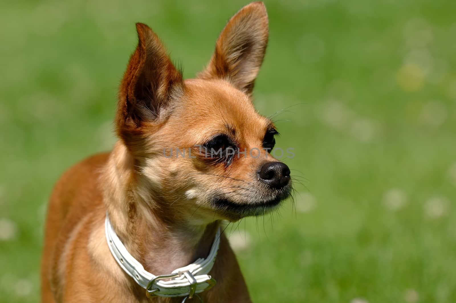 Chihuahua dog on green grass by cfoto