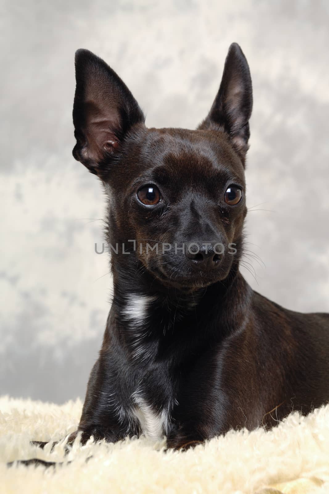 Black puppy dog by cfoto