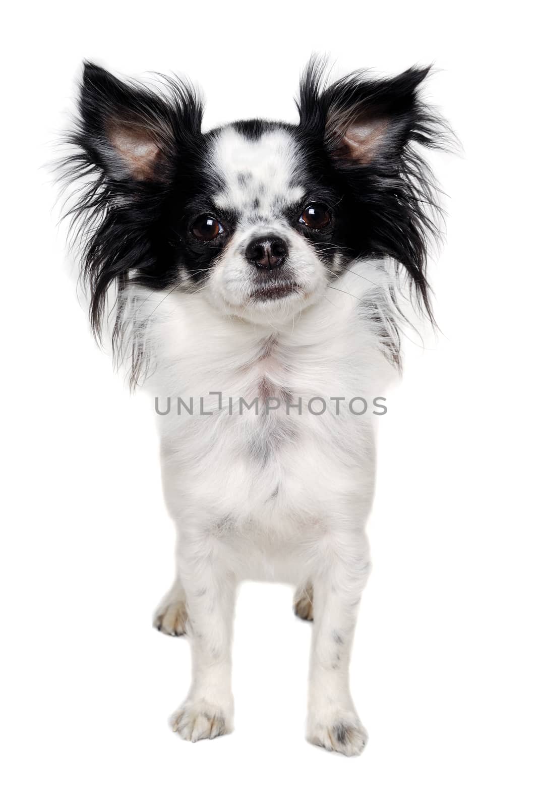 Chihuahua isolated on white background by cfoto