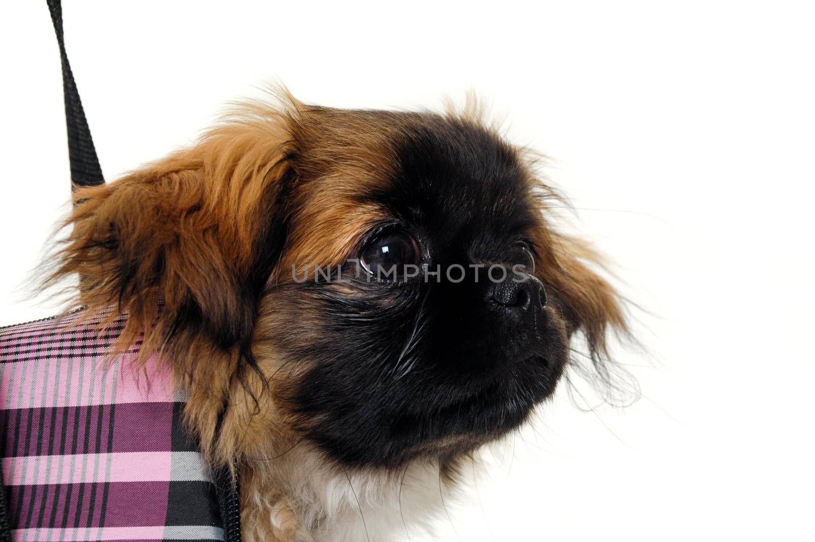 A sweet puppy in transportation bag. Taken on a white background