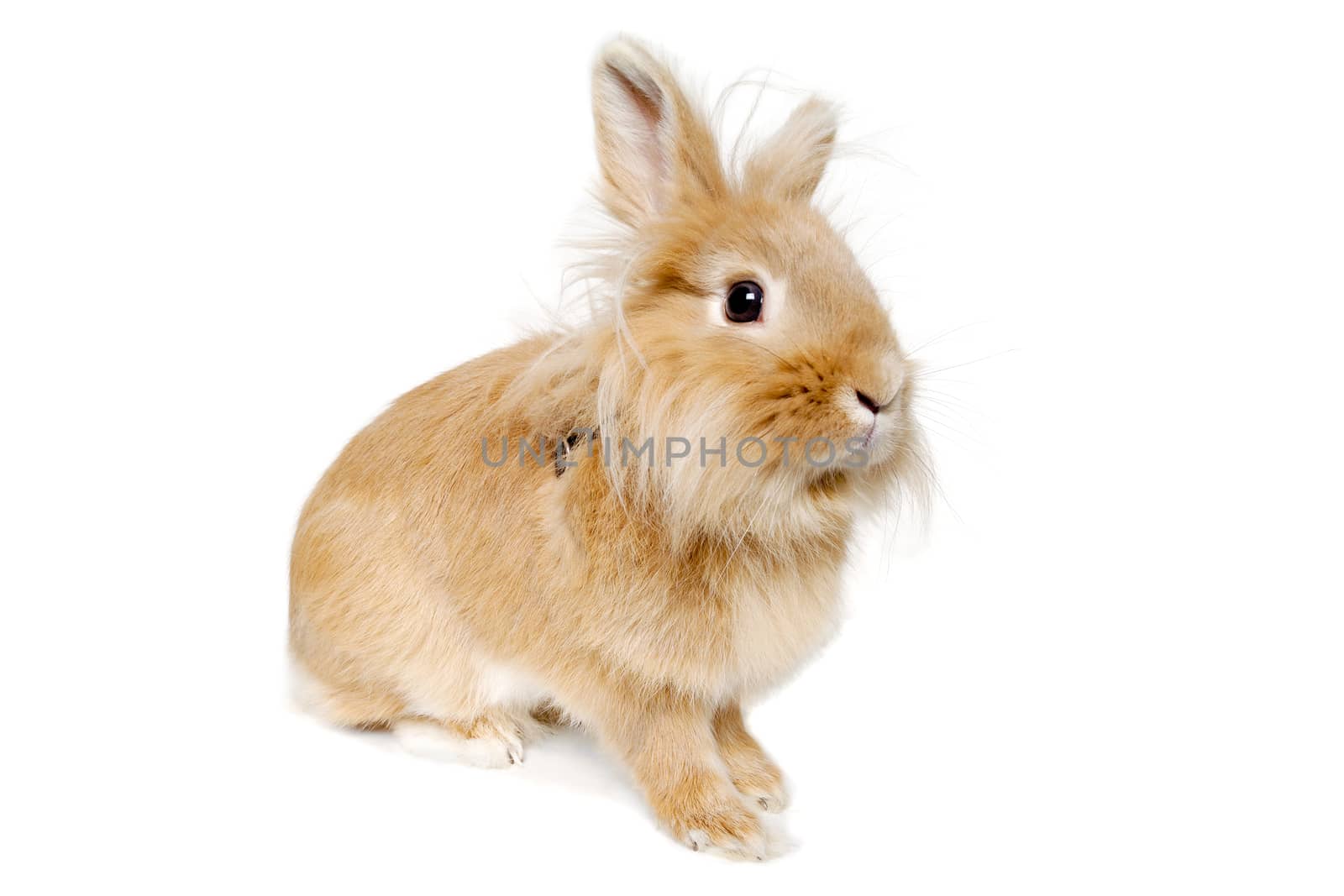Sweet sad rabbit is sitting on a white background