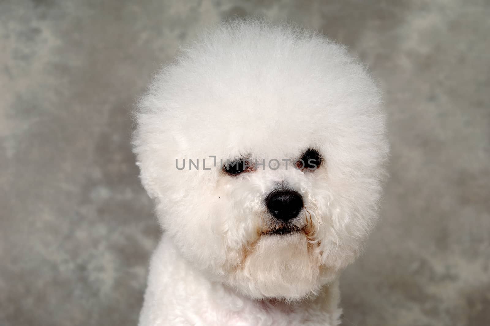 Face of a sad Poodle dog