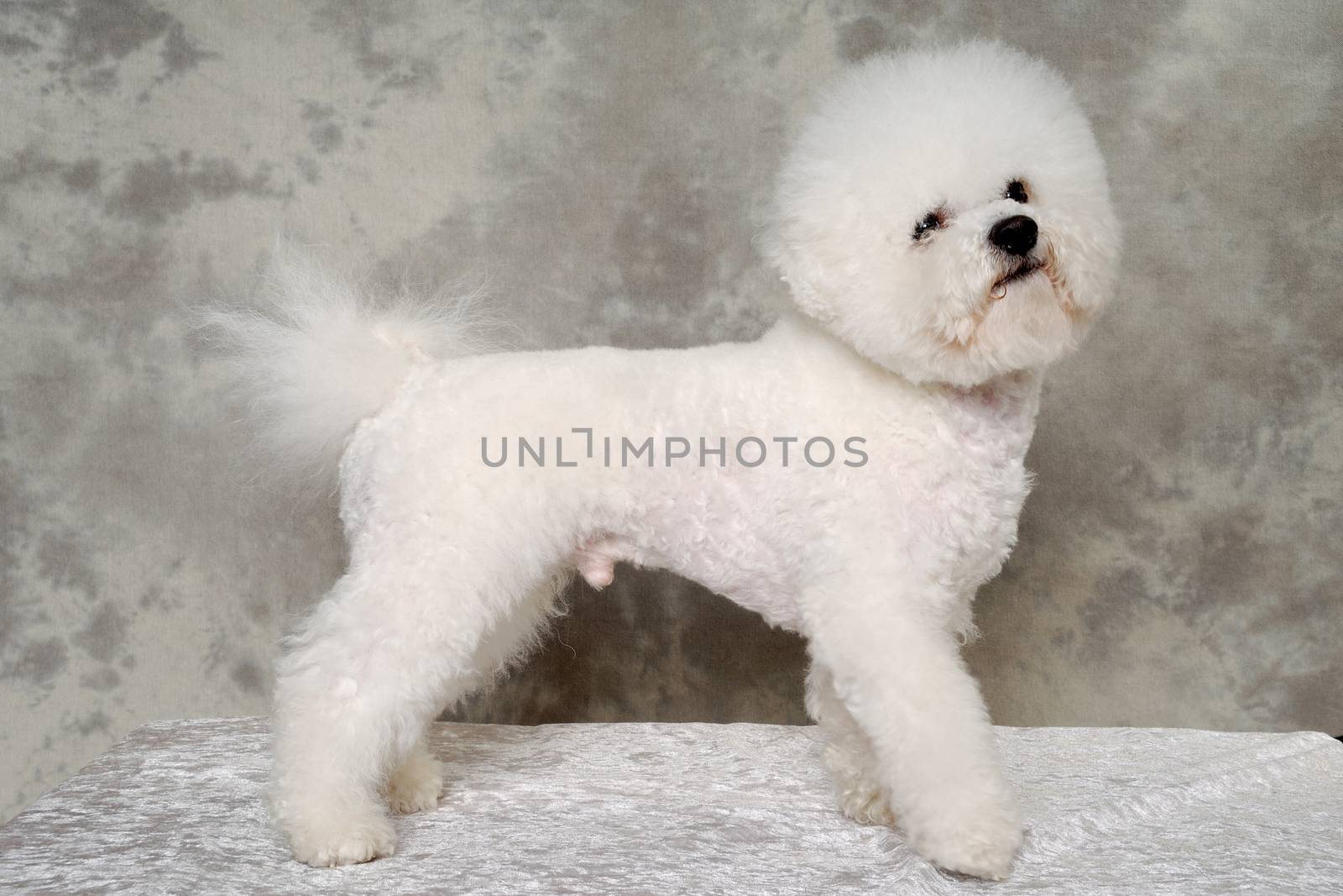 Poodle dog is standing i profile