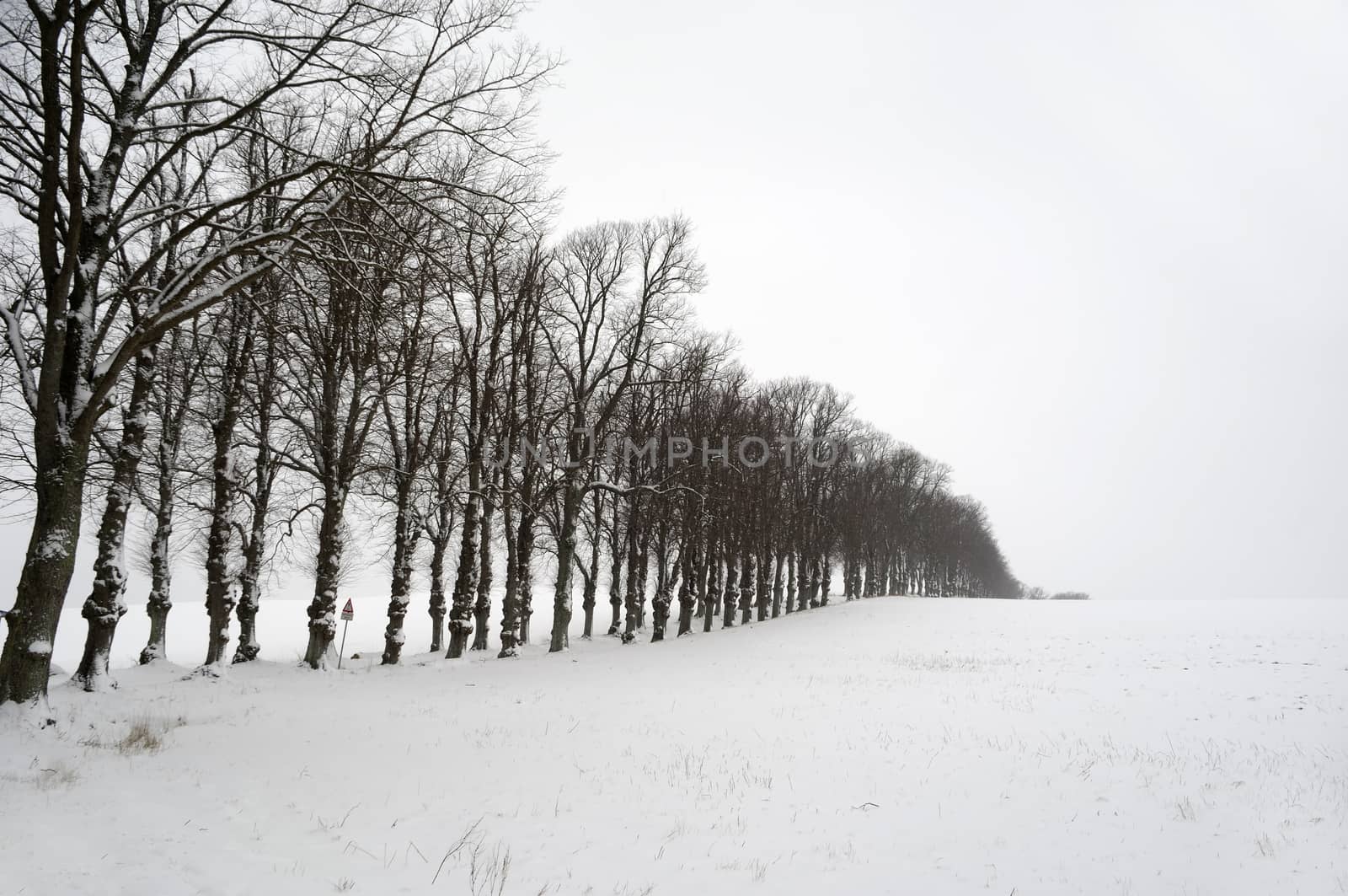 Line of trees at winter time