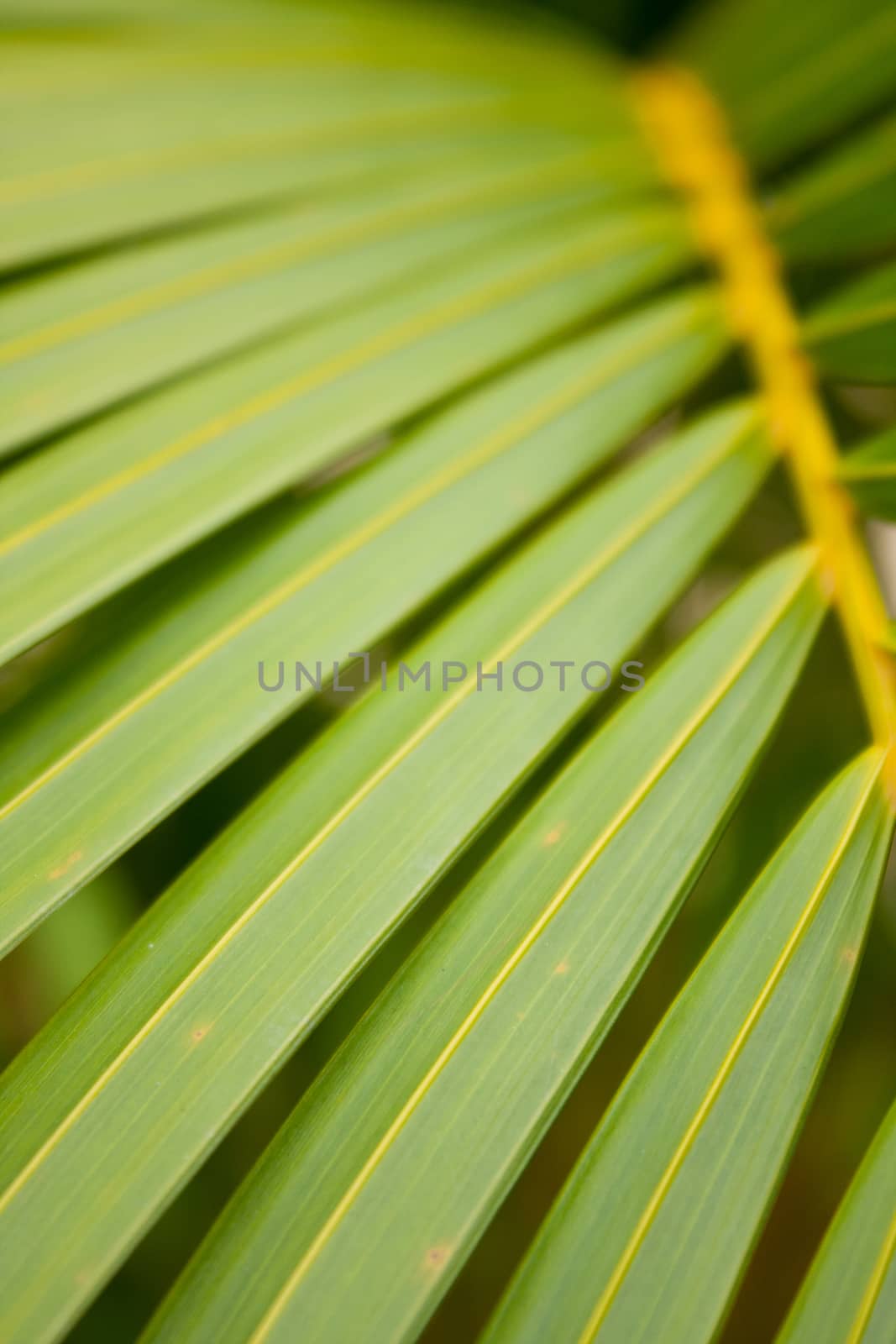 Background of fresh green leaves in the shape of a straight direction.