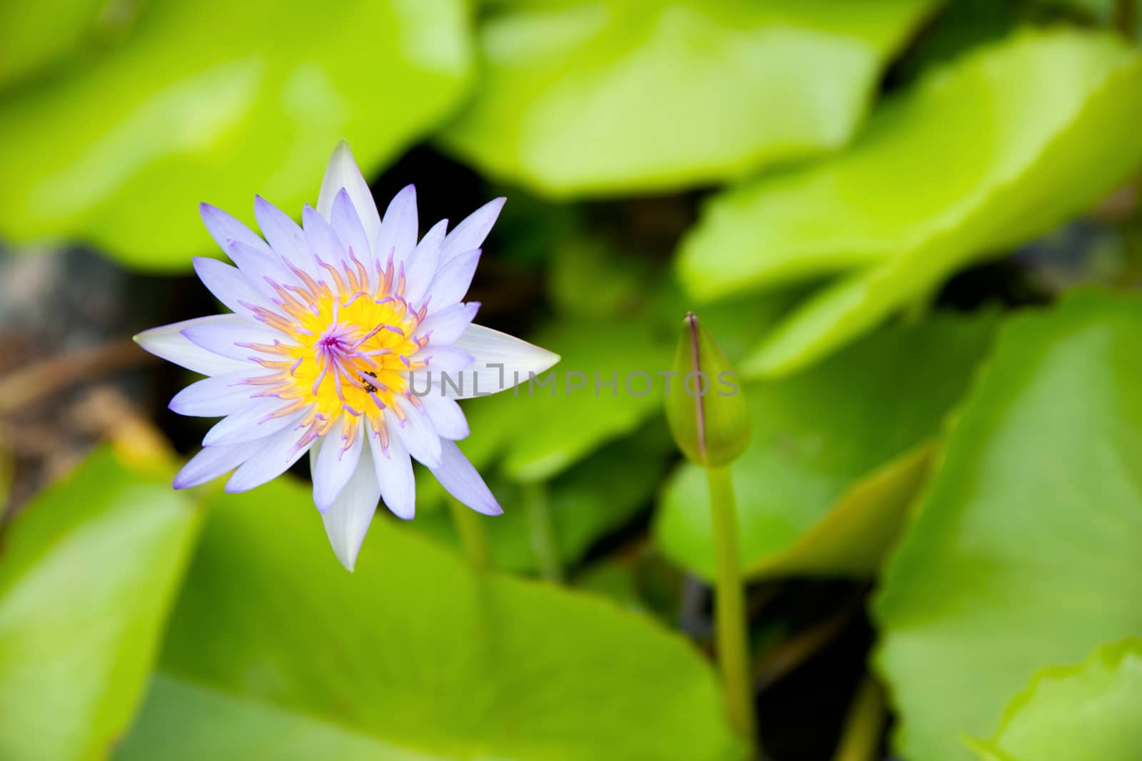 The blue lotus is blooming. In fresh water. The lotus leaf green.