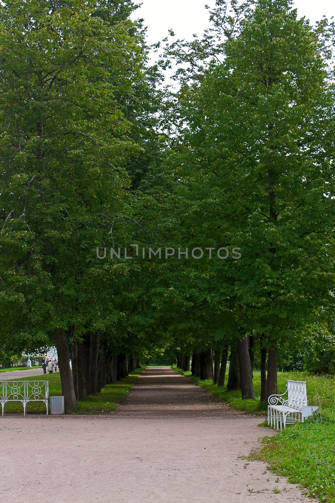 View in  alley at  Alexander Park, Tsarskoye Selo, Russia.