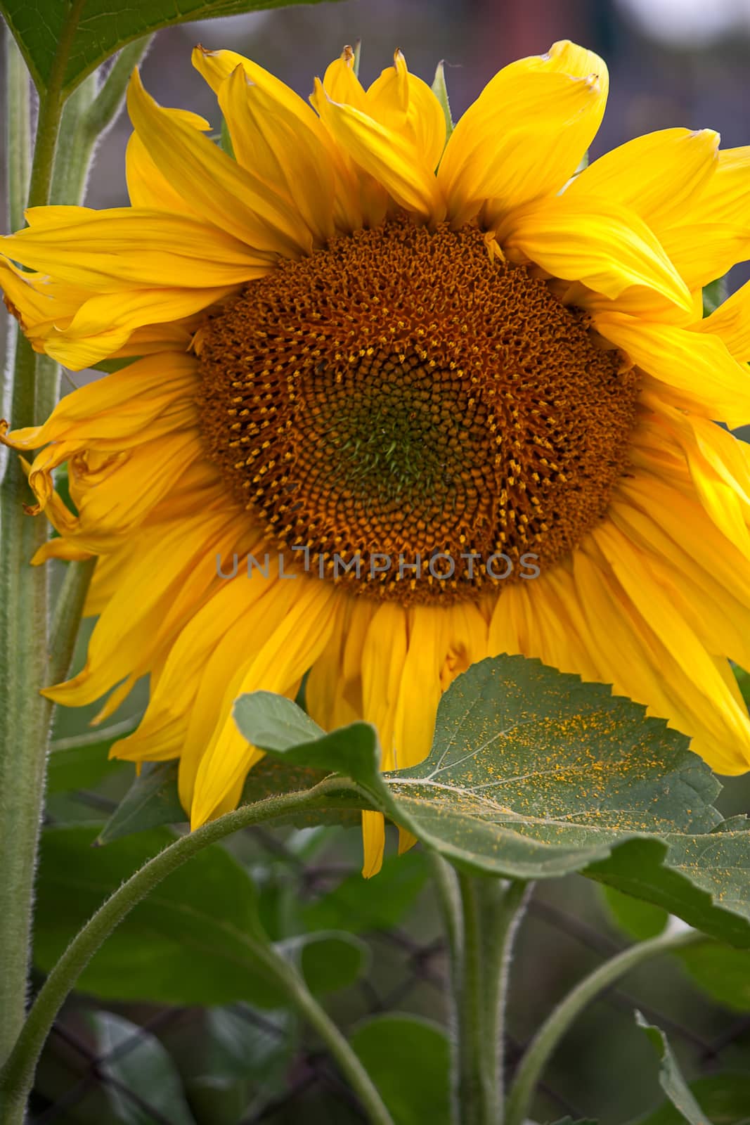 Flower of sunflower  close-up from  side against  plant.