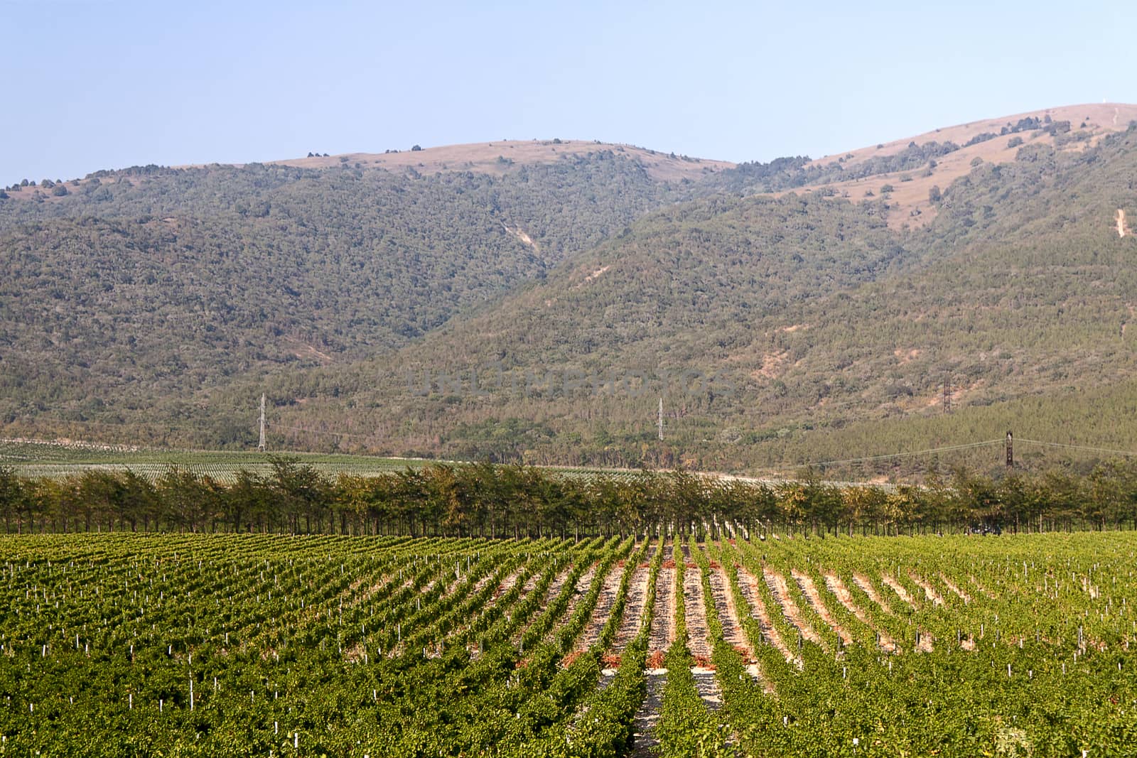 Vineyards by zhannaprokopeva