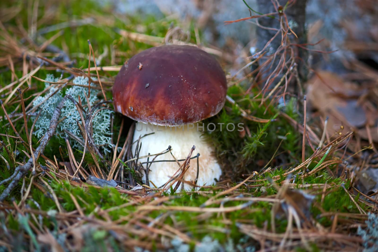 Mushroom in woods. Image with shallow depth of field.