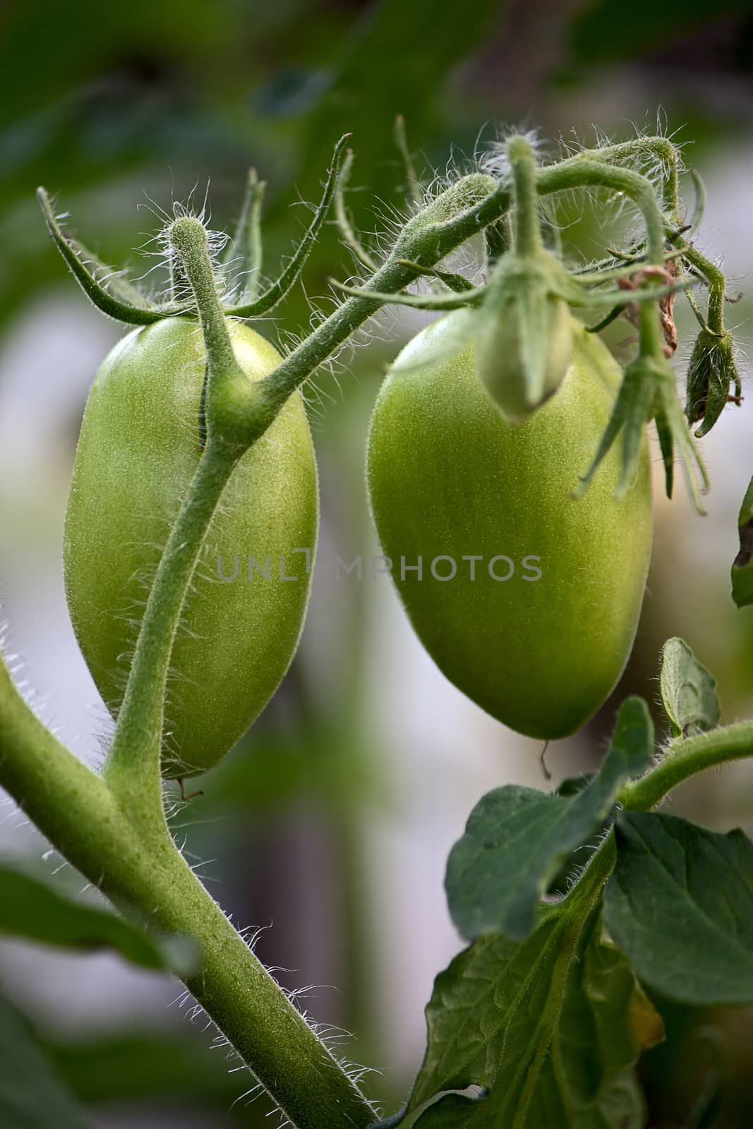 Green tomatoes  close-up on  plant in  garden.