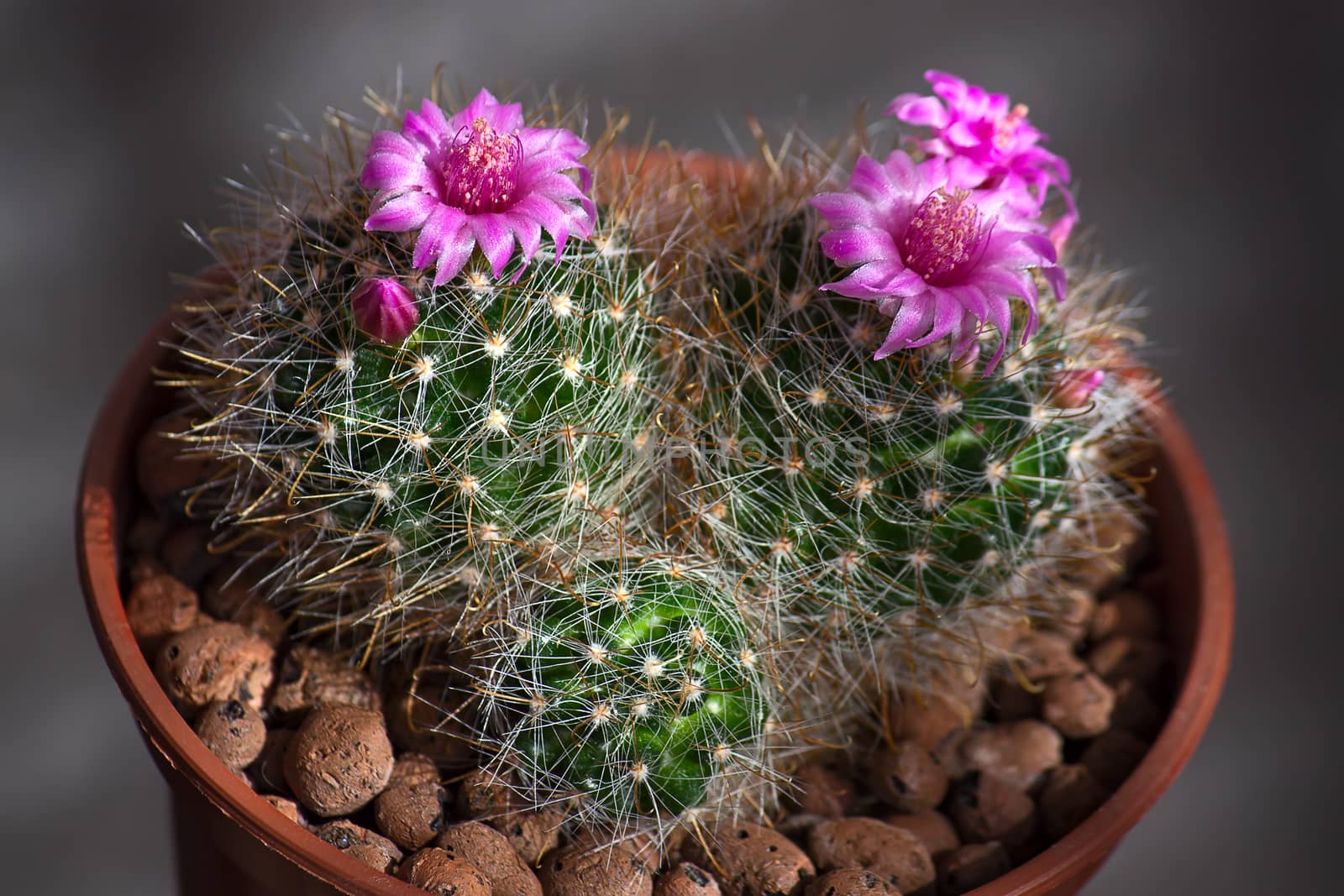 Cactus with flowers  on dark background (Mammillaria).Image with shallow depth of field.