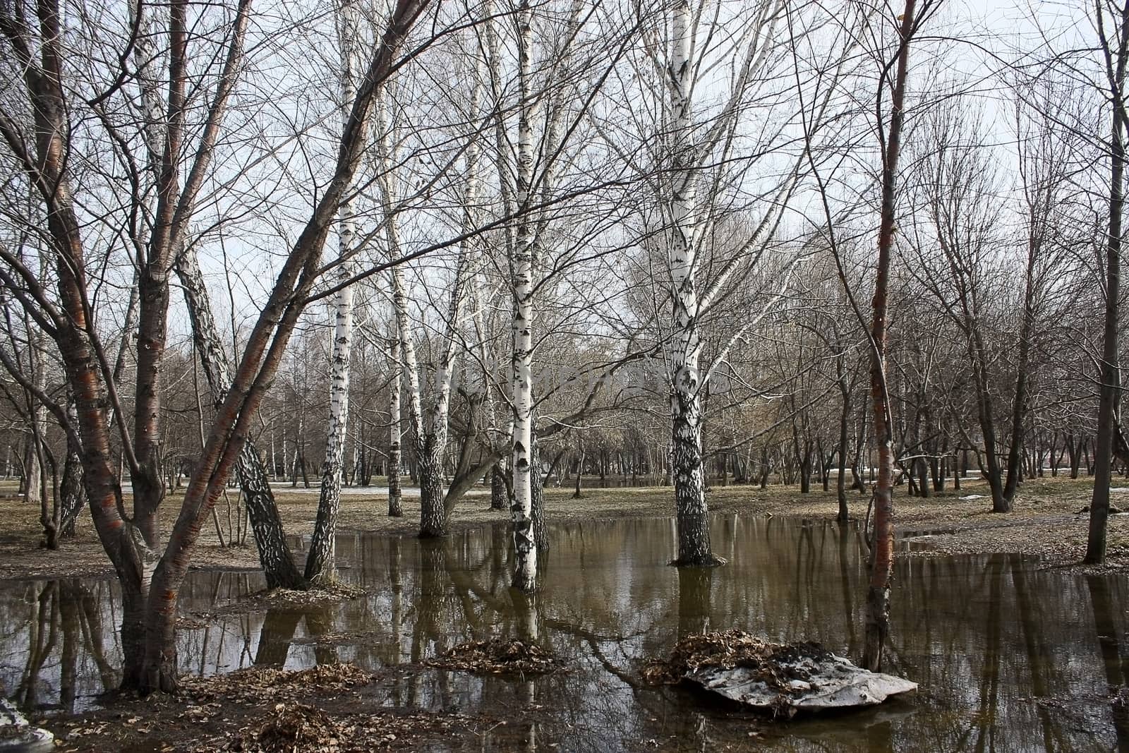 In  spring  snow melts in  park. Trees stand in puddles.