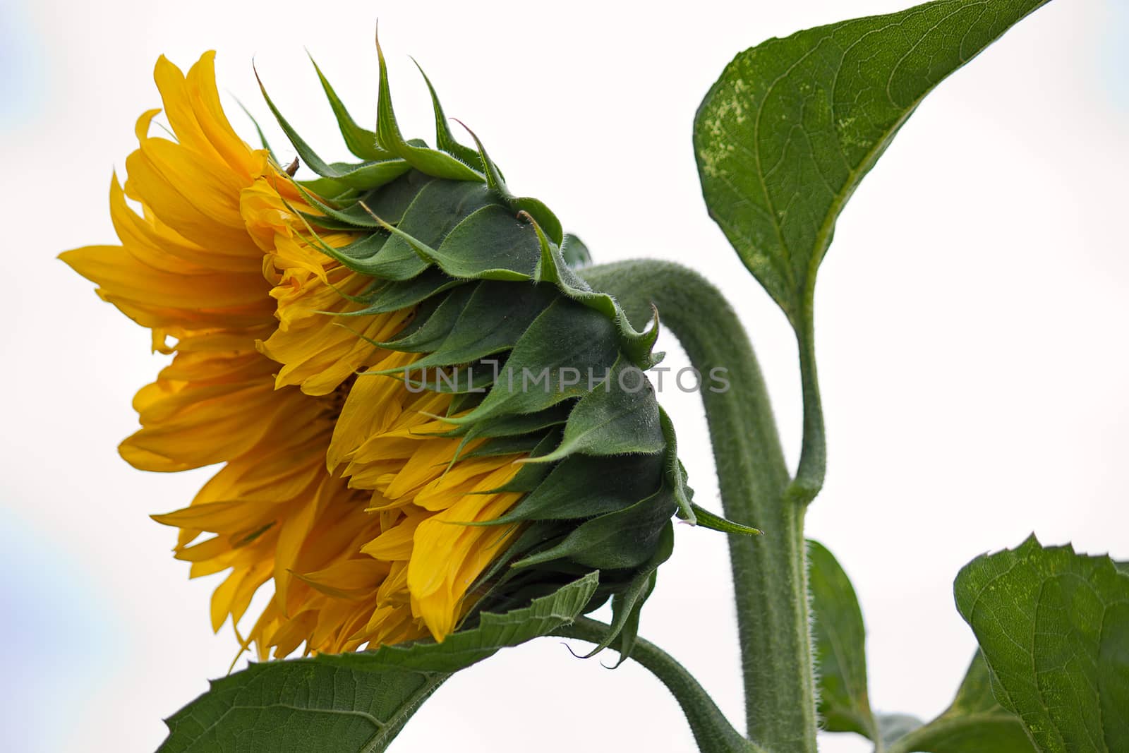 Sunflower by zhannaprokopeva