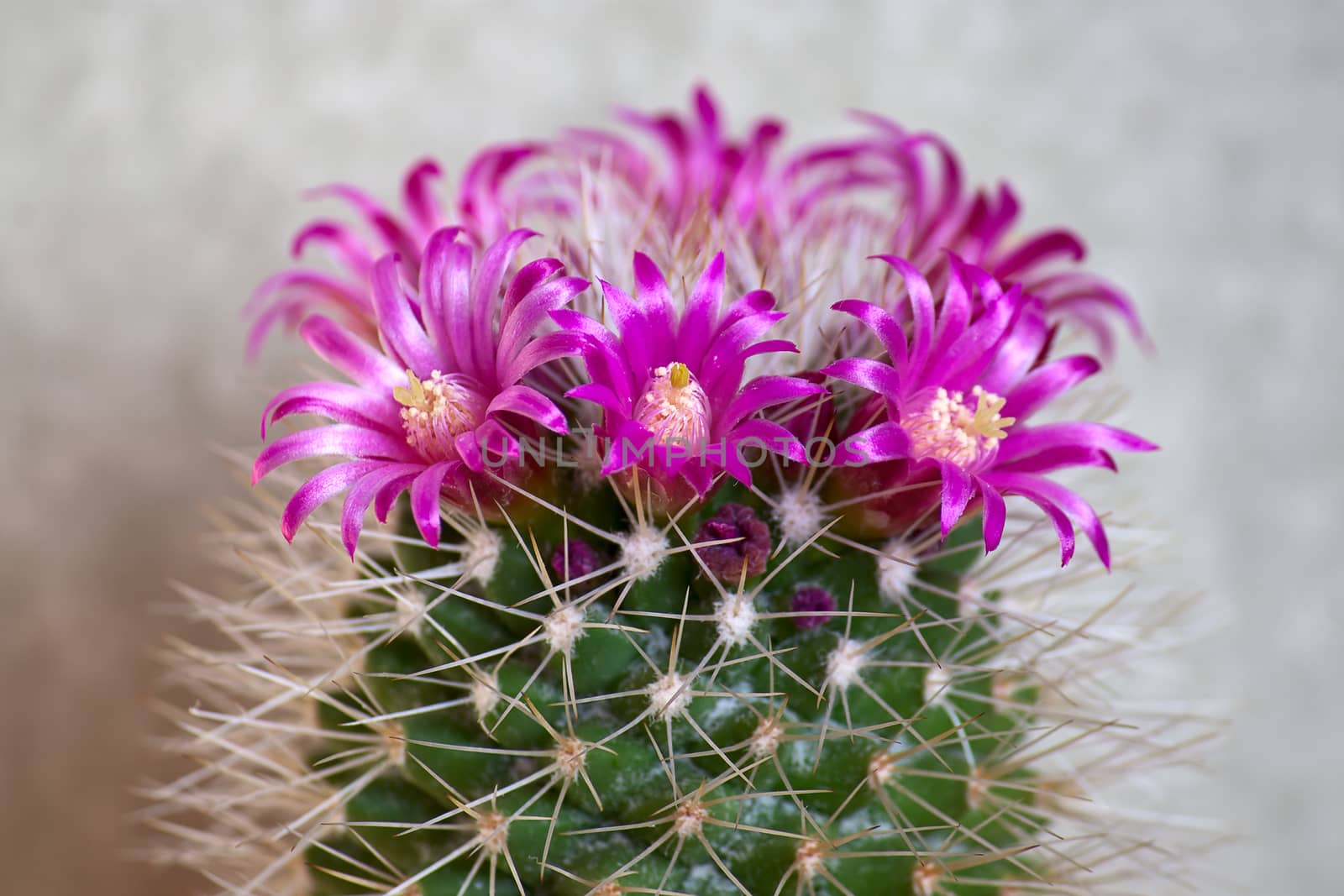 Cactus with flowers  on light background (Mammillaria).Image with shallow depth of field.