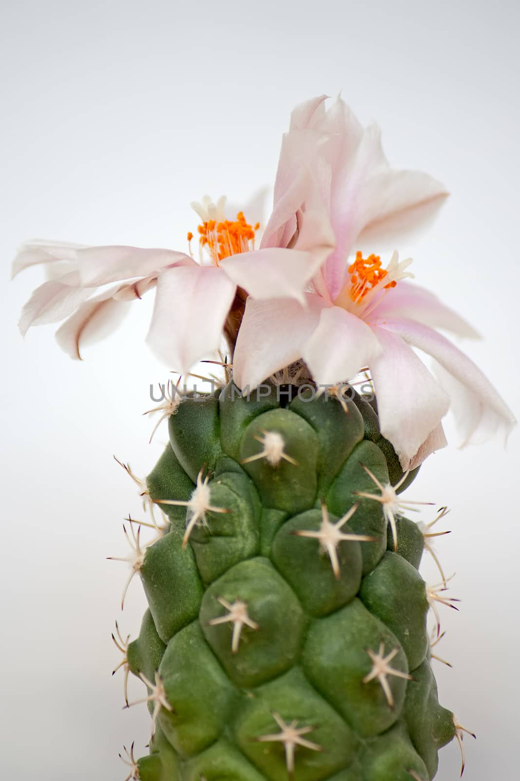 Cactus with flower  on dark background (Turbinicarpus).Image with shallow depth of field.
